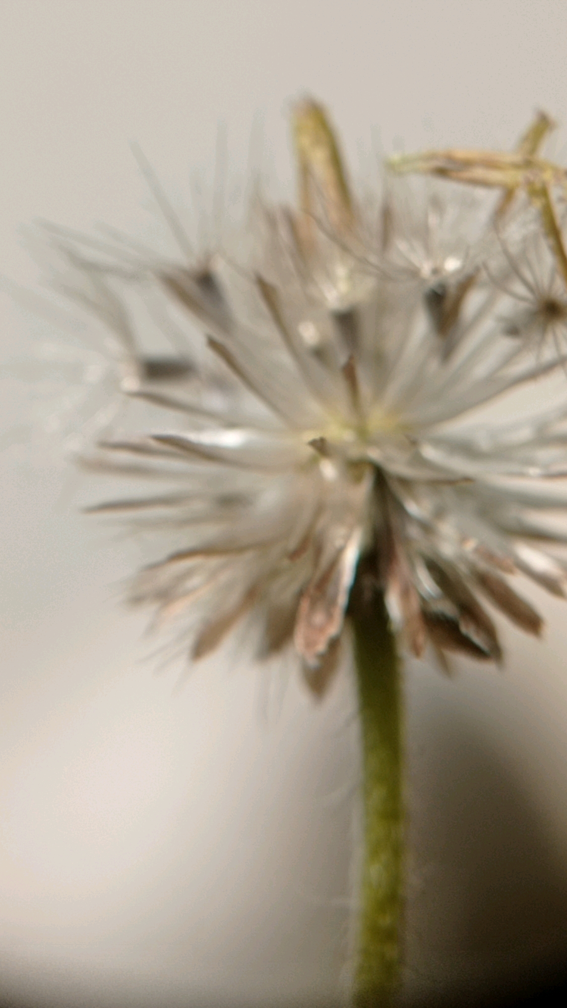 A close-up, slightly out-of-focus shot captures a dandelion-like seed head, its fine white filaments extending outwards. The center of the seed head appears yellow and brown, with some dried brown petals visible at the base. A green stem, fuzzy with white hairs, supports the seed head. The background is a soft, blurry gradient of light gray, with a hint of a darker area on the right. The image appears to be a macro photograph taken in Batu, Indonesia, a city known for its cool climate and lush greenery, often associated with agricultural and natural landscapes.