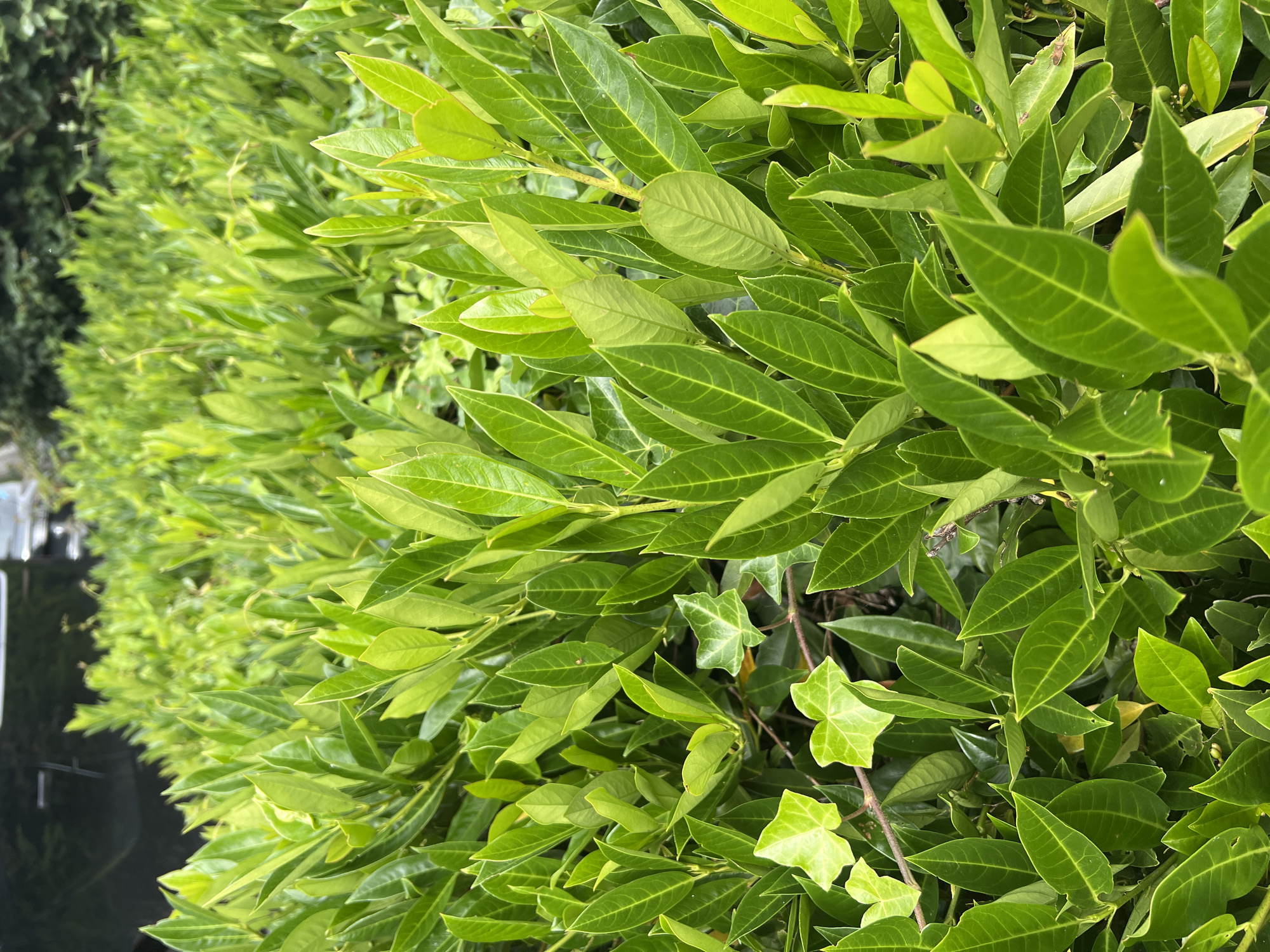 The image shows a close-up view of dense green foliage, primarily composed of oval-shaped, glossy leaves with prominent veins. Interspersed among these larger leaves are smaller, lighter green ivy leaves with a lobed shape. The lighting suggests an outdoor environment, possibly a garden or park. In the upper left corner, a dark, reflective surface, possibly the side of a vehicle, is visible, suggesting the foliage is adjacent to a road or parking area. The overall impression is one of lush, natural growth. No people or specific actions are depicted. The image was taken in Grou, Netherlands.