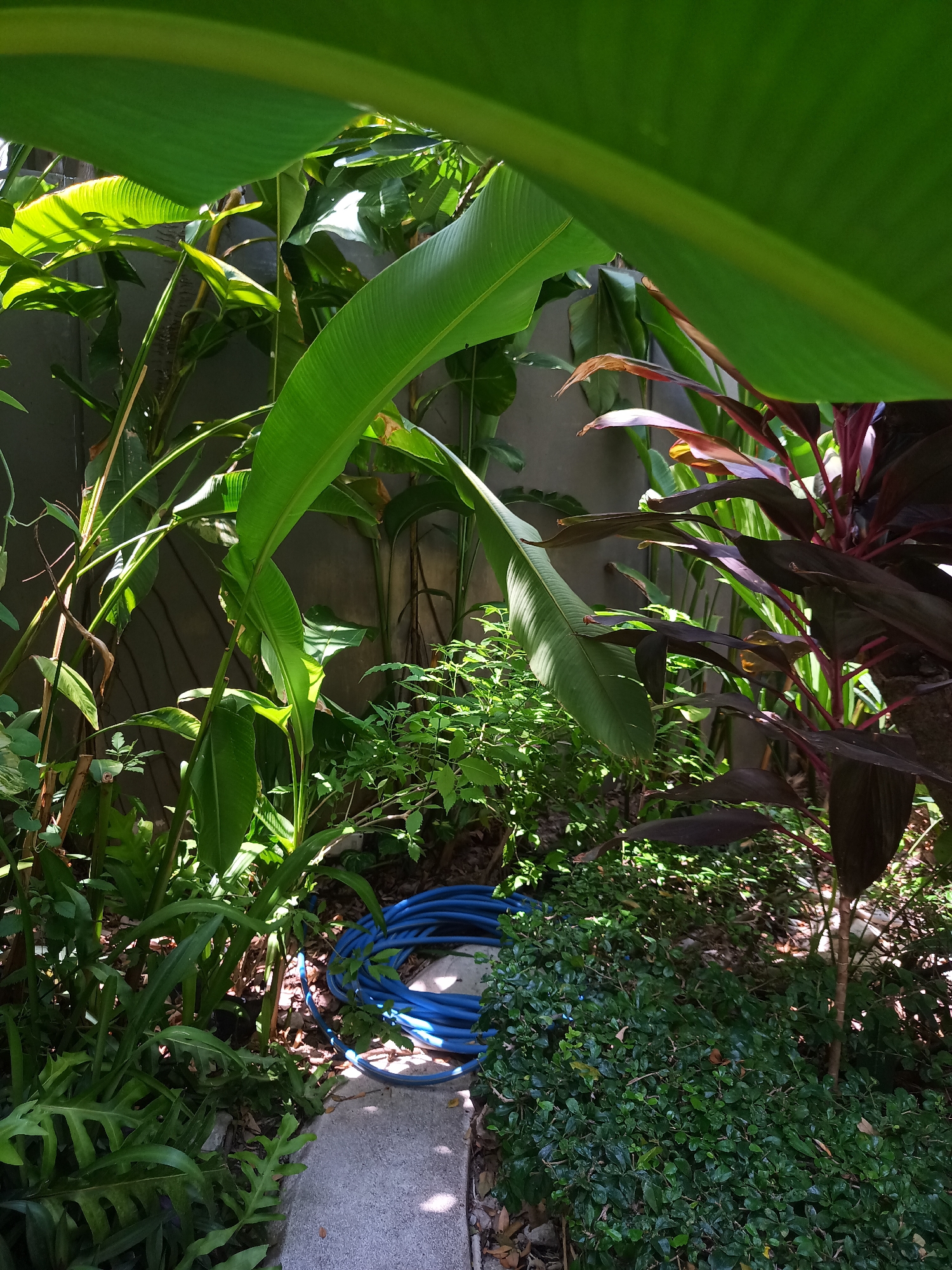 The image depicts a lush garden scene in Hua Hin City Municipality, Thailand. A blue garden hose is coiled on the ground near a concrete pathway. Various plants, including broad-leaved green plants and a maroon-leaved plant, fill the space. A grey concrete wall forms a backdrop to the vegetation. The scene is partially shaded by large leaves overhead.