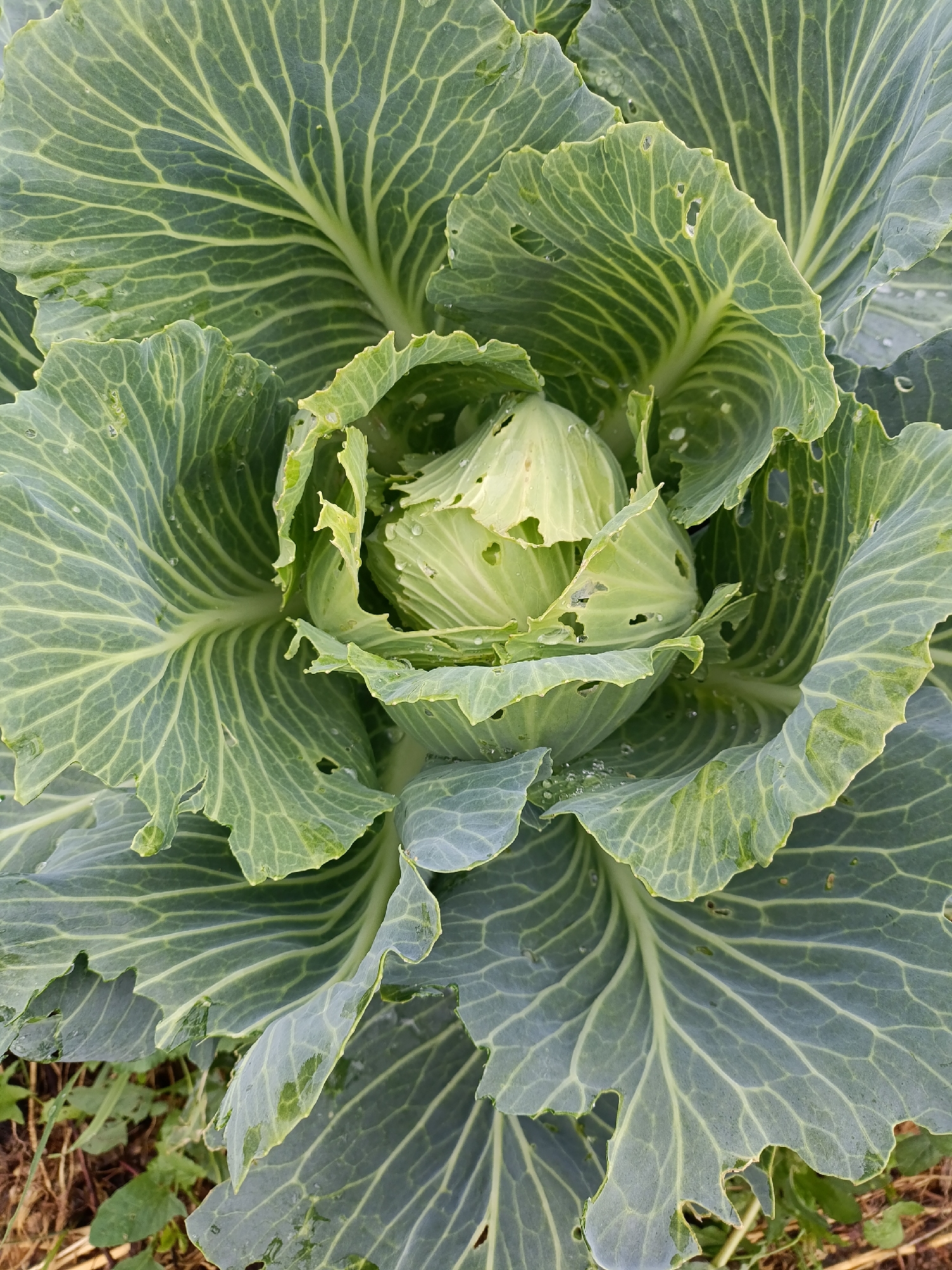 A close-up, overhead shot displays a head of green cabbage growing in the soil. The cabbage leaves are layered and slightly wavy, with prominent veins. Some leaves show small holes, likely from insects. Water droplets are visible on the surfaces of the leaves. The surrounding ground is visible at the bottom of the frame, appearing as dry soil and some green foliage. The image was captured in the city of Yasnaya Polyana, Russia, a location known for its association with Leo Tolstoy and his estate.