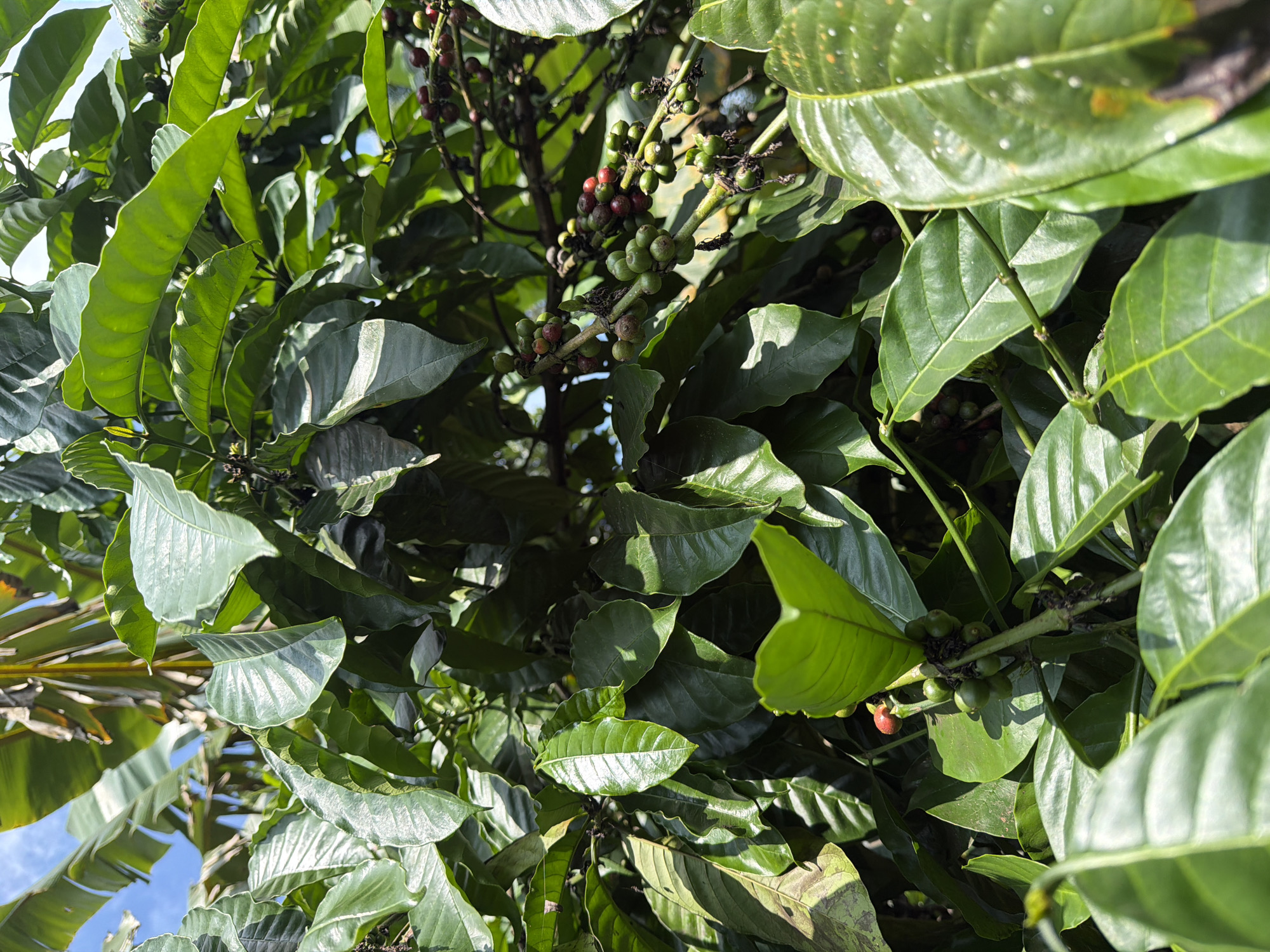 The image shows a close-up view of a coffee plant with ripe and unripe coffee cherries. The plant is lush and green, with large, waxy leaves. The coffee cherries are clustered on branches, some appearing red (ripe) and others green (unripe). The background is blurred, but suggests a natural environment, possibly a coffee plantation. The presence of banana leaves in the background suggests this coffee plant is growing in proximity to other tropical vegetation, common in regions like Davao City, Philippines, known for its agriculture. The sunlight filters through the leaves, creating highlights and shadows. There are no people or animals visible in the image.