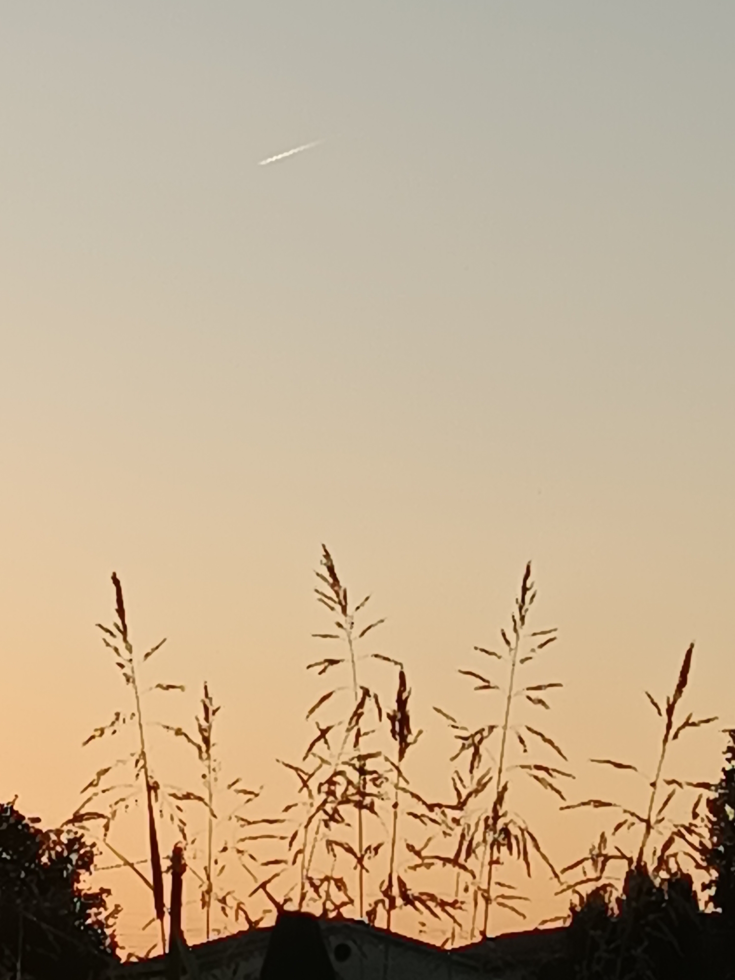 The image shows a silhouette of tall grass stalks against a pale orange sky. A faint white contrail from an airplane is visible in the upper portion of the sky. The grass is in the foreground, obscuring the lower part of the scene which appears to be some structures, possibly buildings or rooftops, and some dark foliage on the far left and right. The overall impression is of a rural or suburban landscape at dusk or dawn. The provided metadata does not include location information for Viadana, Italy.