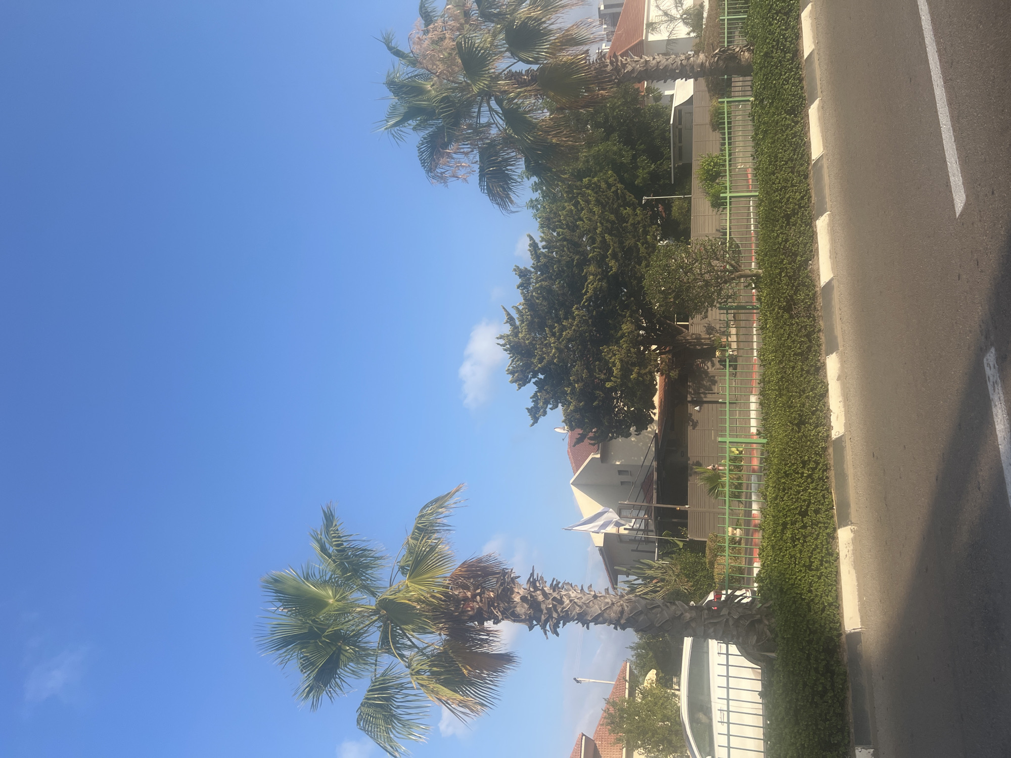 The image depicts a street scene in Or Akiva, Israel, under a clear blue sky with a few scattered clouds. Two prominent palm trees frame the view. On the left, a taller, mature palm tree stands next to a white car and a low, manicured green hedge. Behind the hedge, a green metal fence separates the street from a property with houses. An Israeli flag flies on a pole near a house with red-tiled roofs. A second, shorter palm tree is visible on the right side of the image, also with a background of houses and trees. The foreground consists of an asphalt road with a white line marking. The overall impression is a suburban residential area.