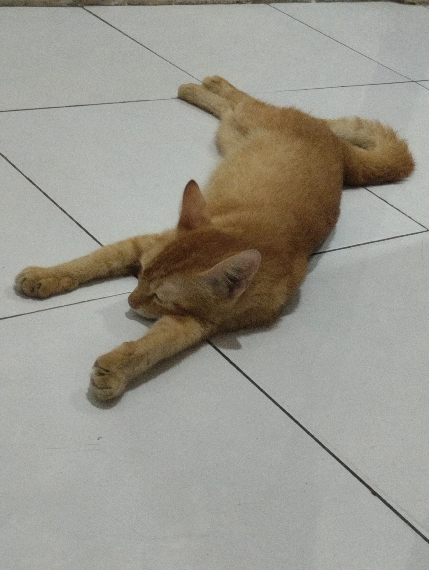 An orange tabby cat is stretched out on a white tiled floor. The cat is lying on its side with its legs extended. Its eyes are closed, and it appears to be sleeping. The floor tiles are arranged in a grid pattern with dark grout lines. The lighting is dim, casting a slight shadow to the right of the cat. There are no other objects or people visible in the frame. The scene is indoors, likely in a residential setting.