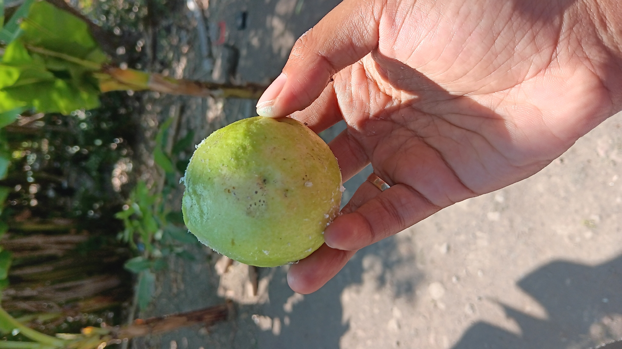 A person's left hand, with a ring on the ring finger, holds a light green, round fruit, possibly a guava, which has a dusting of white powder on its surface. The fruit is positioned in the foreground. The background depicts a sandy or dirt ground with shadows cast from unseen objects. Several banana trees are visible in the mid-ground, with lush green leaves and thick stalks, suggesting a tropical or subtropical environment. The overall scene appears to be outdoors in a rural or semi-rural setting, potentially in Sonobekel, Indonesia, given the presence of banana trees and the general atmosphere. The lighting indicates it is daytime with direct sunlight creating distinct shadows.