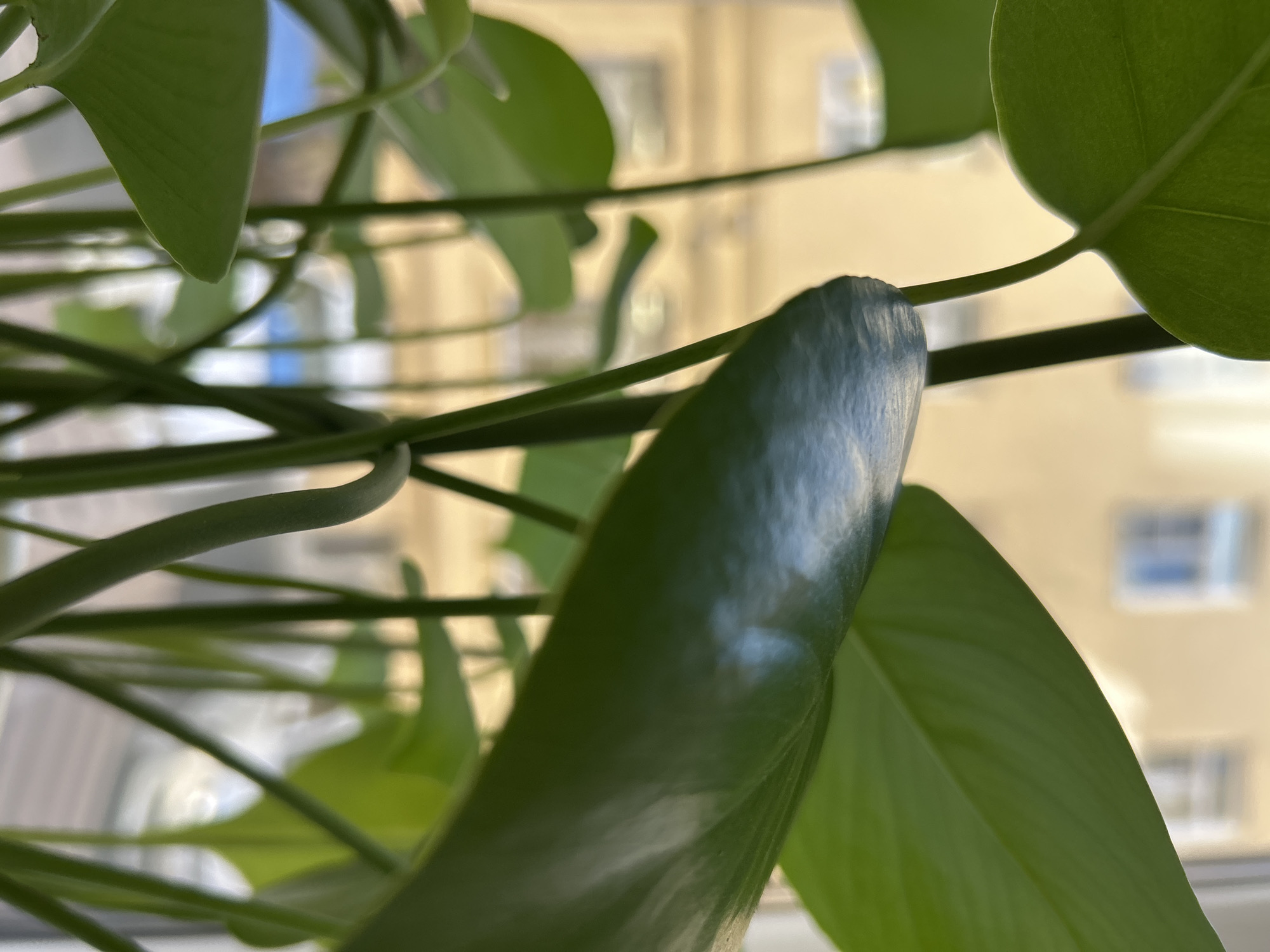 An upward-angled close-up photograph captures the lush green foliage of a houseplant, likely a Monstera, with a blurred urban building visible in the background through a window. The foreground is dominated by several large, vibrant green leaves and stems, some catching direct light and showing subtle highlights, creating a natural bokeh effect. One prominent leaf on the right side of the frame appears slightly silvery or reflective due to lighting. Another leaf is visible at the bottom right, and various stems crisscross the composition. The background reveals a multistory building with a light yellow or beige facade, featuring numerous rectangular windows. Some of these windows show a distinct blue tint, possibly reflecting the sky or having blue frames/glass. The overall lighting suggests it is daytime. There is no visible activity or text. The setting is likely indoors, looking out onto a street or courtyard in an urban environment, specifically Saint Petersburg, Russia, based on the provided context.
