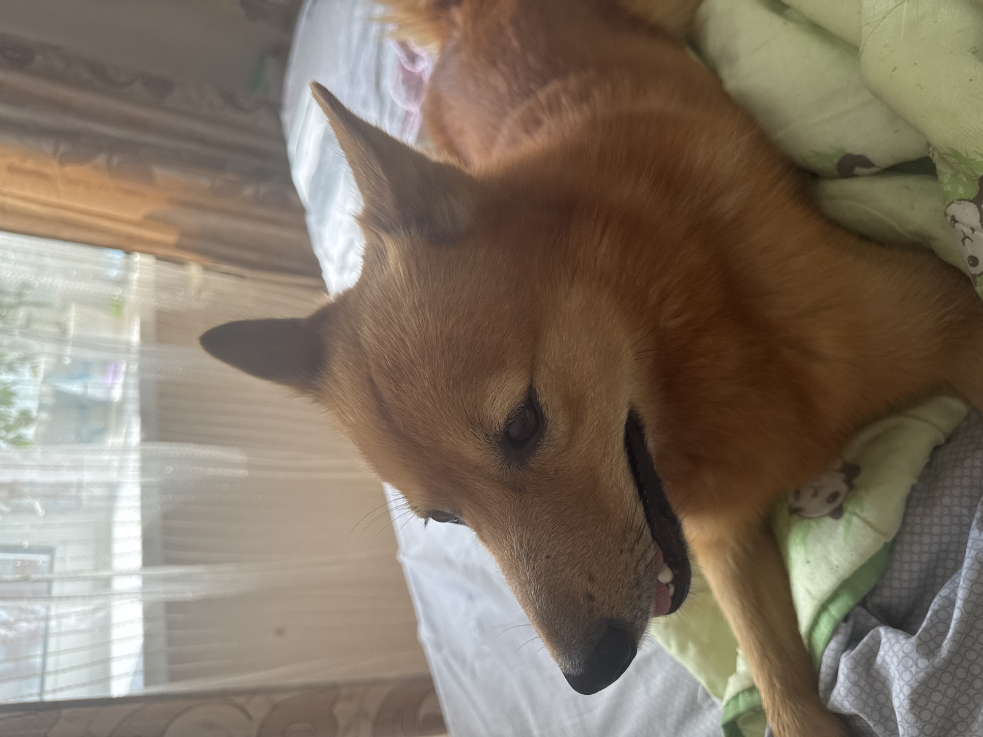 A medium shot shows a golden-colored dog resting on a bed, its body mostly out of frame. The dog is facing left, with its head tilted slightly up. Its ears are pointed, and its mouth is open, revealing its teeth. The dog is lying on a light green blanket with a panda pattern. The bed is covered with white sheets and a patterned duvet. In the background, sheer white curtains hang over a window, with orange curtains partially drawn to the right. The scene appears to be indoors, likely a bedroom, given the presence of a bed and curtains. The image does not provide enough information to determine its location in the city of Chaikovsky, Russia.