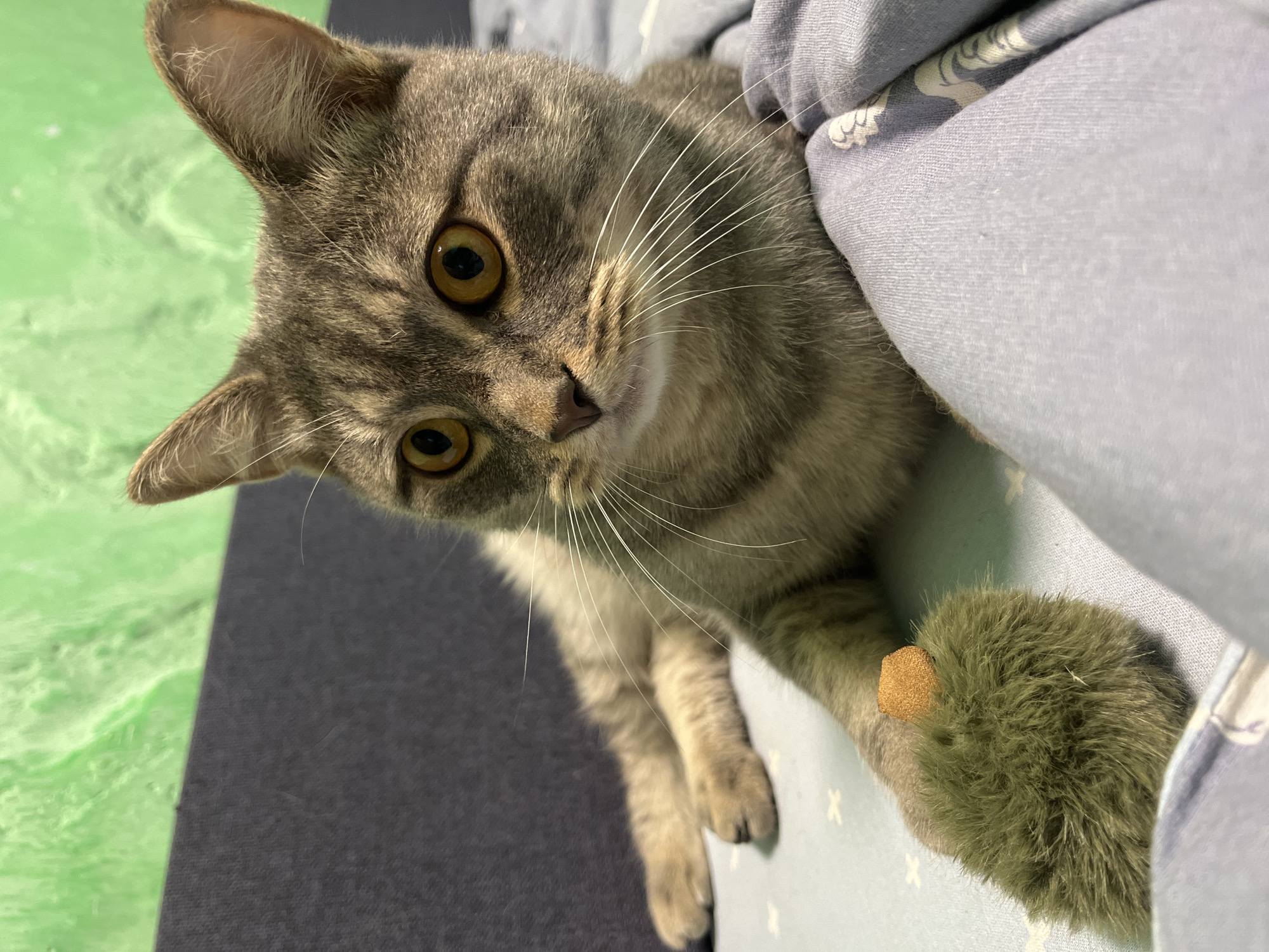 A close-up shot shows a grey tabby cat with large, amber eyes lying on a light blue patterned blanket. The cat is resting on a dark grey surface, with a textured bright green background behind it. In the foreground, the cat's paw is holding a small, fuzzy green toy with a brown tip. The cat is looking off to the right of the frame. The scene appears to be indoors, likely in a residential setting. There is no information in the image to suggest this location is in Nizhny Tagil, Russia.