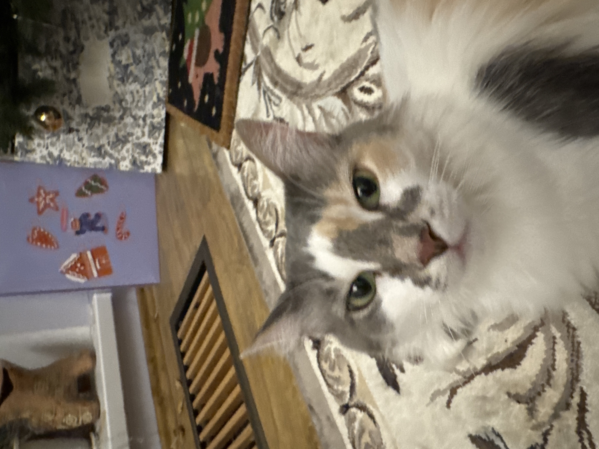 A fluffy calico cat with green eyes is in the foreground, lying on a patterned rug. The cat's face is mostly visible, with patches of white, gray, and orange fur. In the background, a wooden floor vent is visible, along with a purple card decorated with Christmas-themed images such as gingerbread houses, stars, and candy canes. To the right of the card is a portion of a Christmas tree with a silver and gray tree skirt and a visible ornament. A small rug with a depiction of a pink dog wearing a Santa hat is also present in the background.