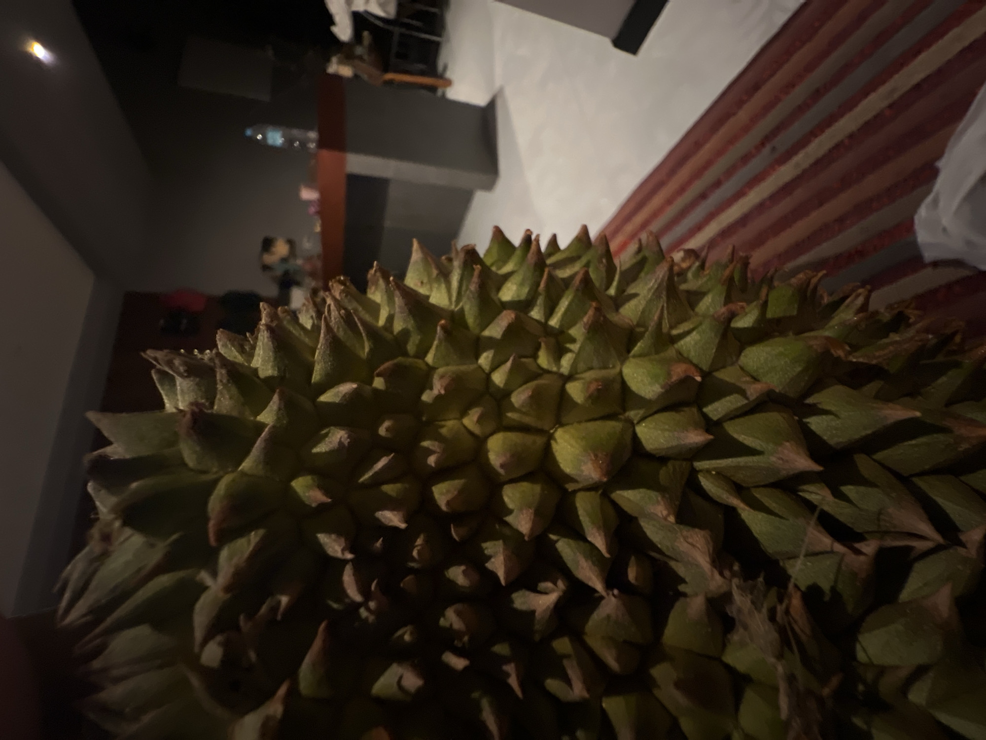 This media file is a close-up, low-angle shot of a durian fruit, a tropical fruit known for its thorny exterior. The durian dominates the foreground, its spiky green rind filling most of the frame. The lighting is dim and appears to be artificial, casting deep shadows and highlighting the texture of the spikes.
In the background, out of focus, the scene appears to be an indoor setting. Hints of furniture, possibly a table or shelf, and a striped rug or carpet are visible. There are also reflections on a dark, smooth surface, suggesting a mirror or polished furniture. A bottle of water is visible in the background, and a light source, possibly a lamp, emits a small yellow glow. The overall impression is of a domestic environment, possibly a living room or dining area.
No people are clearly visible, though there are blurry shapes that might suggest their presence. The activity taking place is not apparent; it is a still image of an object. The time of day is not specified, but the artificial lighting suggests it could be evening or night. No weather conditions are indicated. The location is unknown. There is no visible text in the media file. The emotions evoked are neutral, focusing on the visual texture and form of the durian.