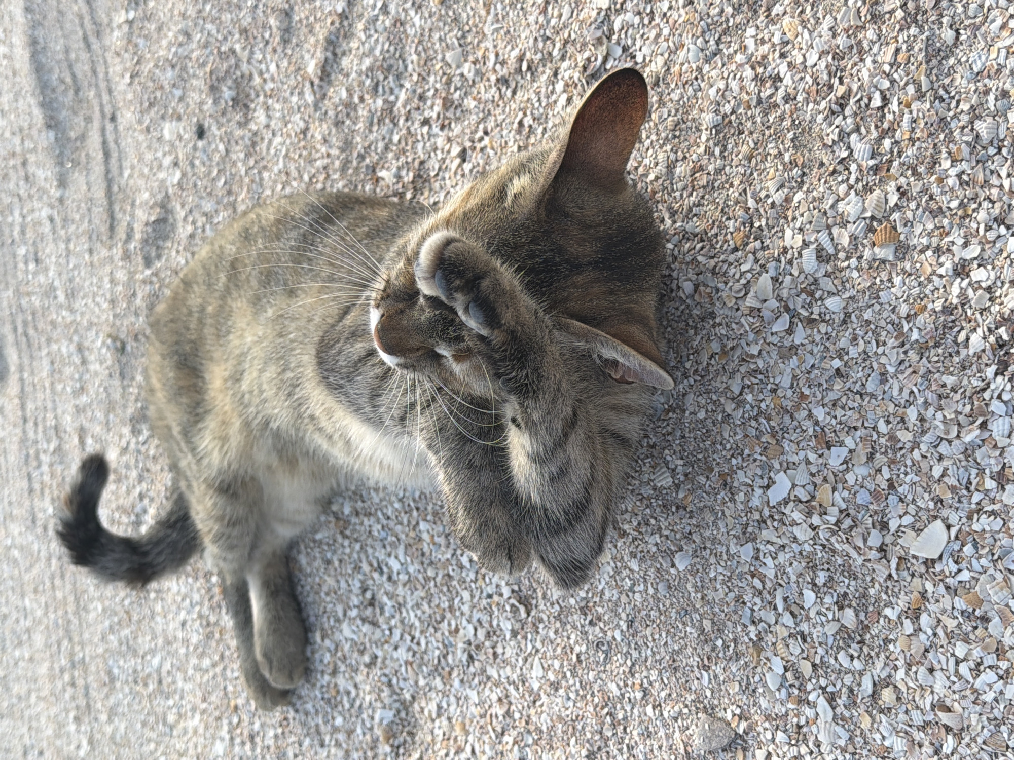 A tabby cat is lying on its back on a beach covered in crushed shells and sand. The cat's eyes are closed and its paws are covering its face. Its tail is curved upwards. The lighting suggests it is either early morning or late afternoon. The location is unknown.