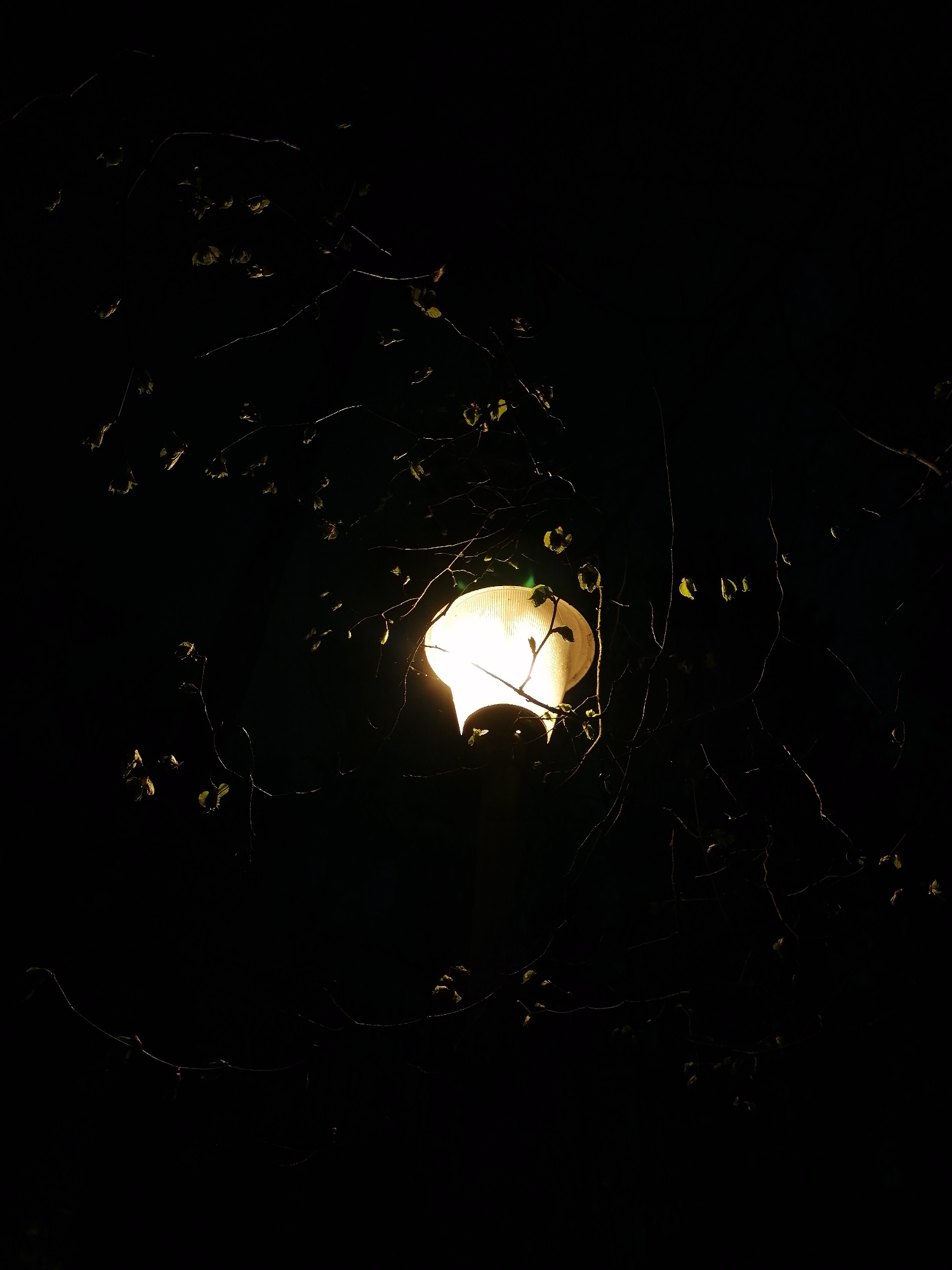 At night, a street lamp illuminates a scene in Unknown, Unknown. Thin branches and leaves are silhouetted against the bright, round light source. The surrounding environment is enveloped in darkness.