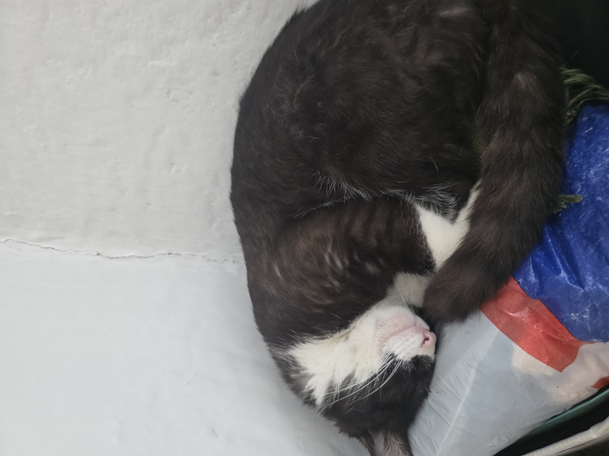 A black and white cat is curled up and sleeping on a multicolored plastic bag in a corner where two white walls meet. The cat's head is resting on its paws, and its eyes are closed. Its fur is mostly black with a white chest and face. The plastic bag has red and blue stripes and appears to be a reusable shopping bag or a trash bag. The wall in the background is white and shows some texture and a crack. The scene is likely indoors, possibly in a home or storage area, in Starye Atagi, Russia.