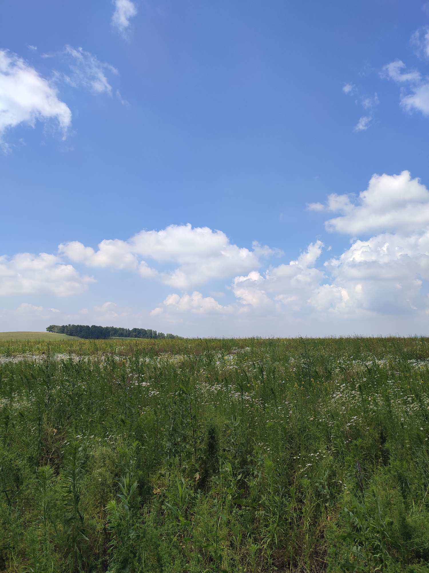 The image depicts a serene landscape under a bright blue sky dotted with fluffy white clouds. In the foreground, a dense field of green grass and wildflowers stretches towards the horizon. The vegetation is lush and varied, with taller plants interspersed with smaller, delicate blooms. In the middle ground, a gentle slope rises, topped with a line of dark green trees. The background consists of the expansive sky, creating a sense of open space and natural beauty. The scene is devoid of any human presence or man-made structures, suggesting a rural or undeveloped area. There is no indication of the location being in Bakhmut, Russia.