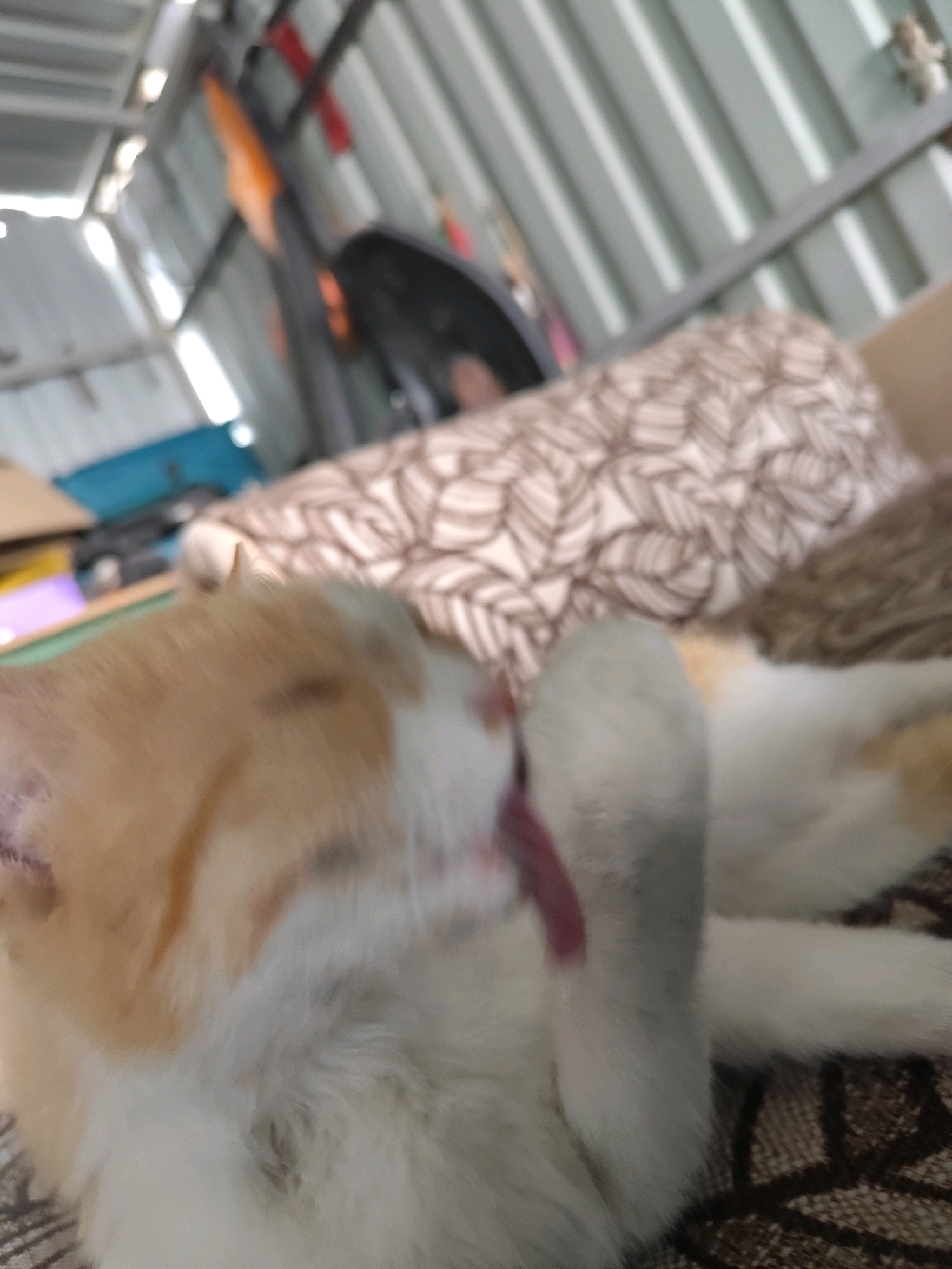 The image shows a close-up, blurry view of a cat grooming itself. The cat has patches of orange and white fur and is seen with its paw near its mouth, likely cleaning. The background is out of focus, but appears to be an indoor or covered space, possibly a shed or garage, with corrugated metal sheeting visible. There are some indistinct objects in the background, including what looks like a piece of orange equipment and some fabric with a patterned texture. The scene does not provide any specific information about the city of Balqaş, Kazakhstan.