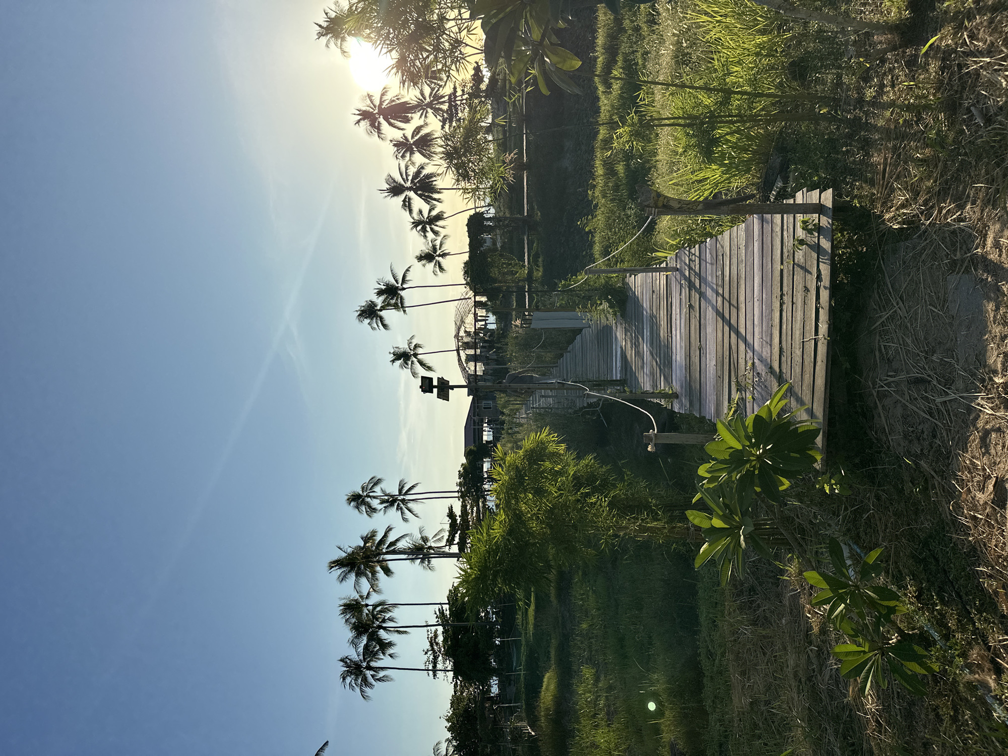 This is a photograph of a wooden boardwalk leading through lush vegetation and towards a cluster of palm trees. The sun is setting, casting a warm glow over the scene and creating long shadows. The boardwalk appears to be constructed from weathered planks and is lined with simple rope railings. On the left side of the boardwalk, there is dense green grass and some smaller leafy plants. On the right, tall reeds and grasses grow, illuminated by the setting sun. In the background, silhouetted against the bright sky, are numerous palm trees, suggesting a tropical location. There are also some structures visible behind the trees, possibly resort buildings. The sky is a clear, pale blue with a few wispy clouds. The overall atmosphere is peaceful and serene, indicative of a natural landscape at dusk. The image depicts a pathway into a tropical environment, likely a resort or a natural reserve in Baan Taling Ngam, Thailand, given the characteristic palm trees and the style of architecture. No people are clearly visible in the frame.