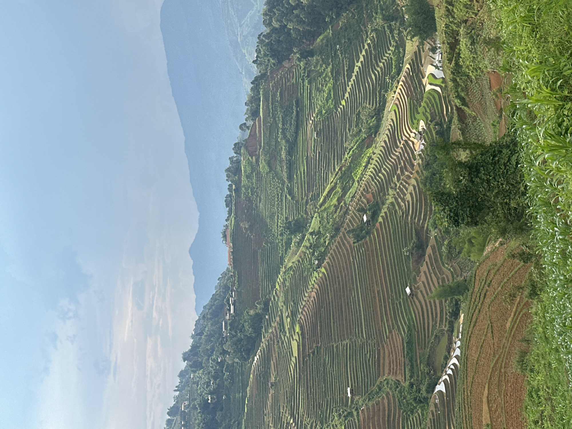 A breathtaking panoramic view showcases extensive terraced rice fields carved into the slopes of mountains in Lao Chai, Vietnam. The intricate patterns of the agricultural terraces dominate the scene, sweeping across the landscape and following the natural contours of the hills. These fields exhibit various stages of cultivation: some sections feature rich brown, tilled earth, while others are vibrant green with young crops. Several terraces are filled with water, creating reflective pools that mirror the light blue sky.
Dense green foliage and trees cover the higher parts of the mountains and intersperse with the terraced areas. In the foreground on the right, a section of tall, bright green crops, possibly corn, adds another layer of agricultural activity. Scattered across the terraced hillsides are numerous small, simple structures, distinguishable by their white roofs, suggesting human presence and dwellings within this agricultural setting.
In the background, distant mountains appear hazy and blue, conveying a sense of depth and the vastness of the mountainous terrain. The sky above is a clear light blue with scattered white clouds, indicating bright daylight, likely late morning or afternoon. The image captures the immense scale of human ingenuity in adapting the landscape for agriculture, combined with the natural beauty of the Vietnamese mountains. No visible text is present in the image.