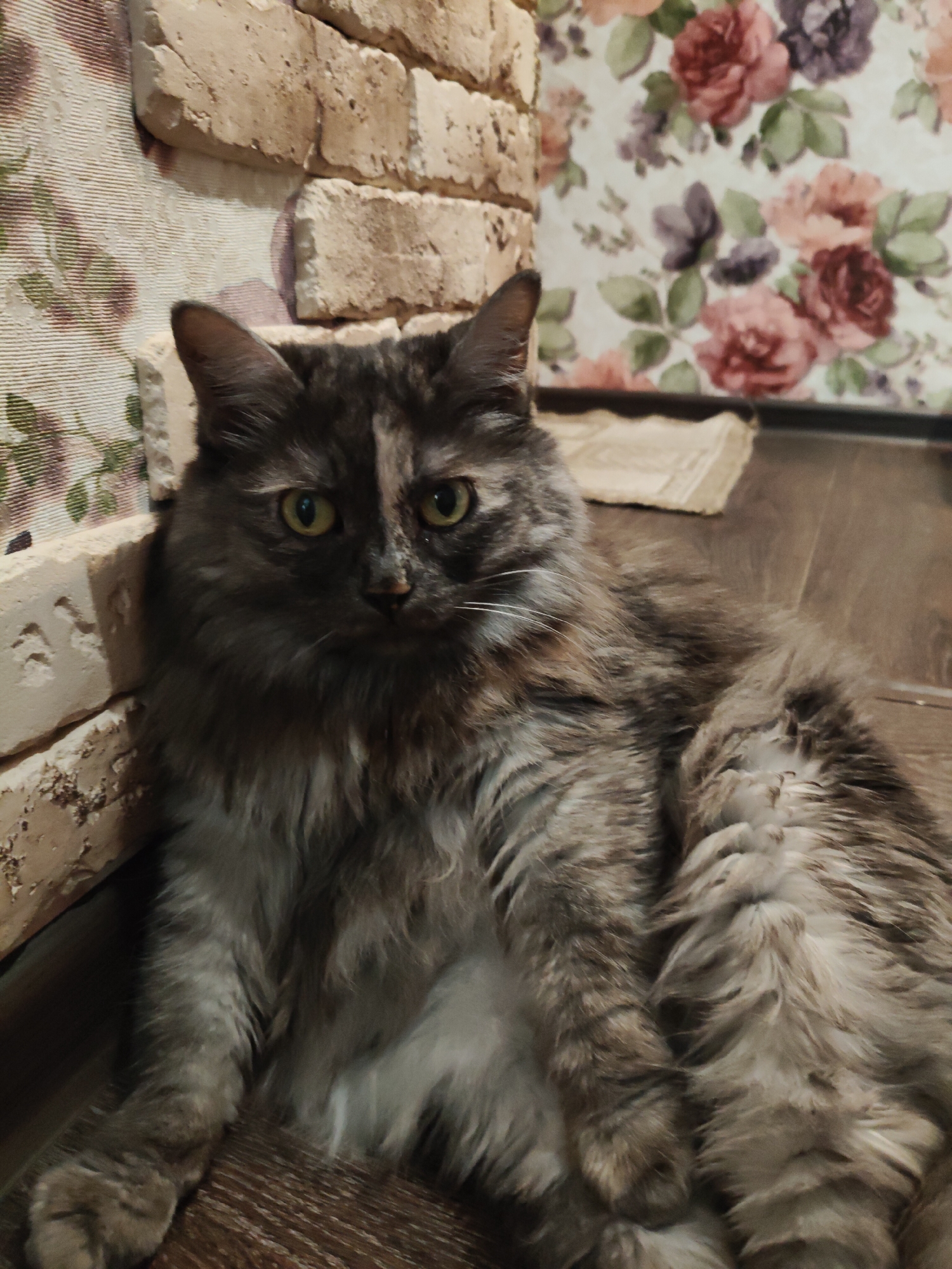 A long-haired, tortoiseshell cat with yellow eyes is lying on a wooden floor next to a brick wall. The wall is covered in a floral wallpaper with pink and purple roses. The cat is facing the camera and appears to be resting. The scene is indoors. The image was taken in Bol'shoye Kozino, Russia.