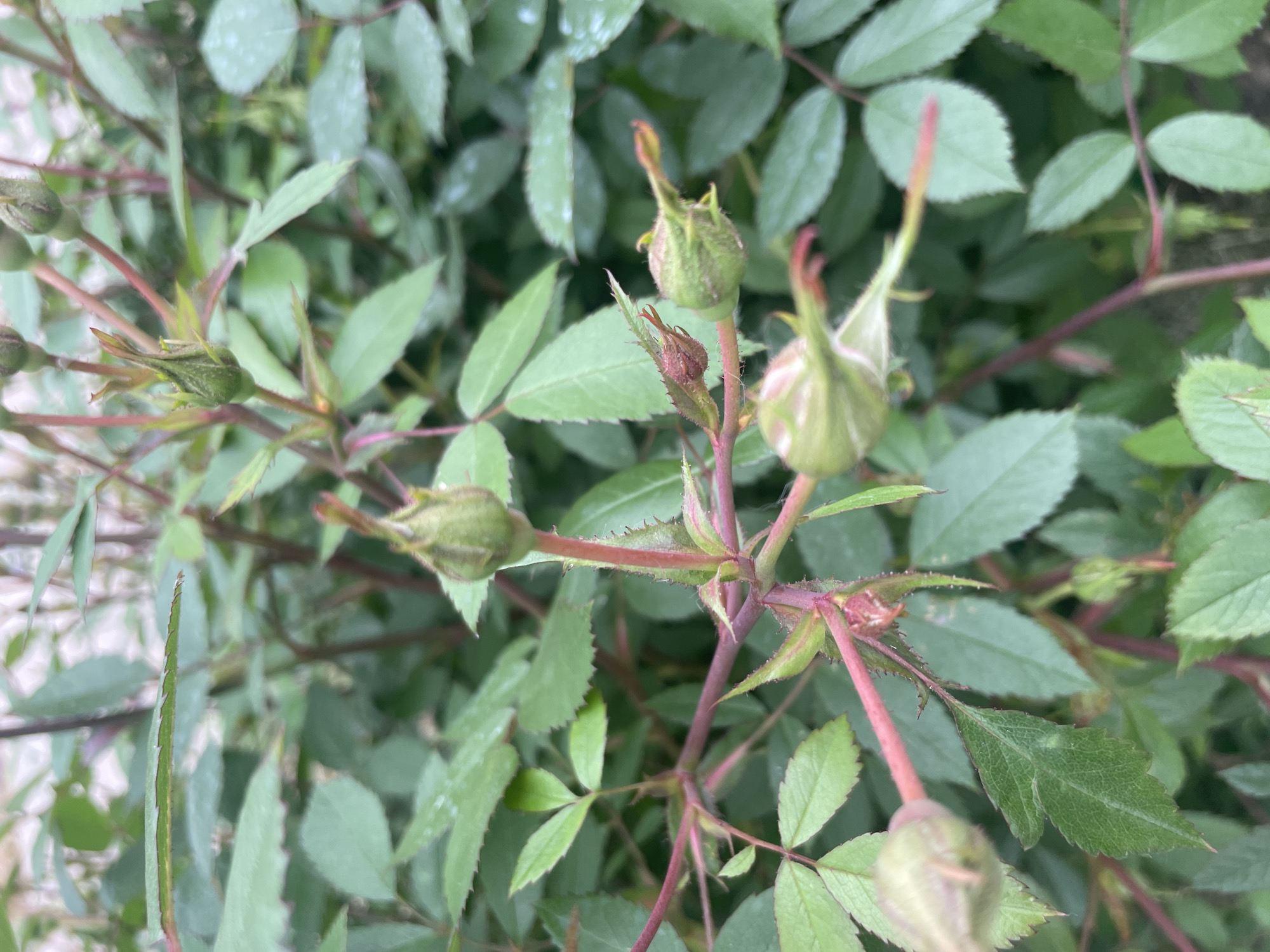 The image shows a close-up of rosebuds on a bush. The buds are green and have a few reddish-pink tips visible. They are attached to thin, thorny, reddish-brown stems. The leaves are green and serrated along the edges, with some appearing slightly damp. The background is a blur of more green leaves and stems, suggesting a dense bush. The lighting is soft and natural, indicating an outdoor setting, likely during the day. The location is identified as Aropakkuzi, Russia, though the image itself provides no specific contextual clues about this location. There are no people or any other living creatures visible in the frame.