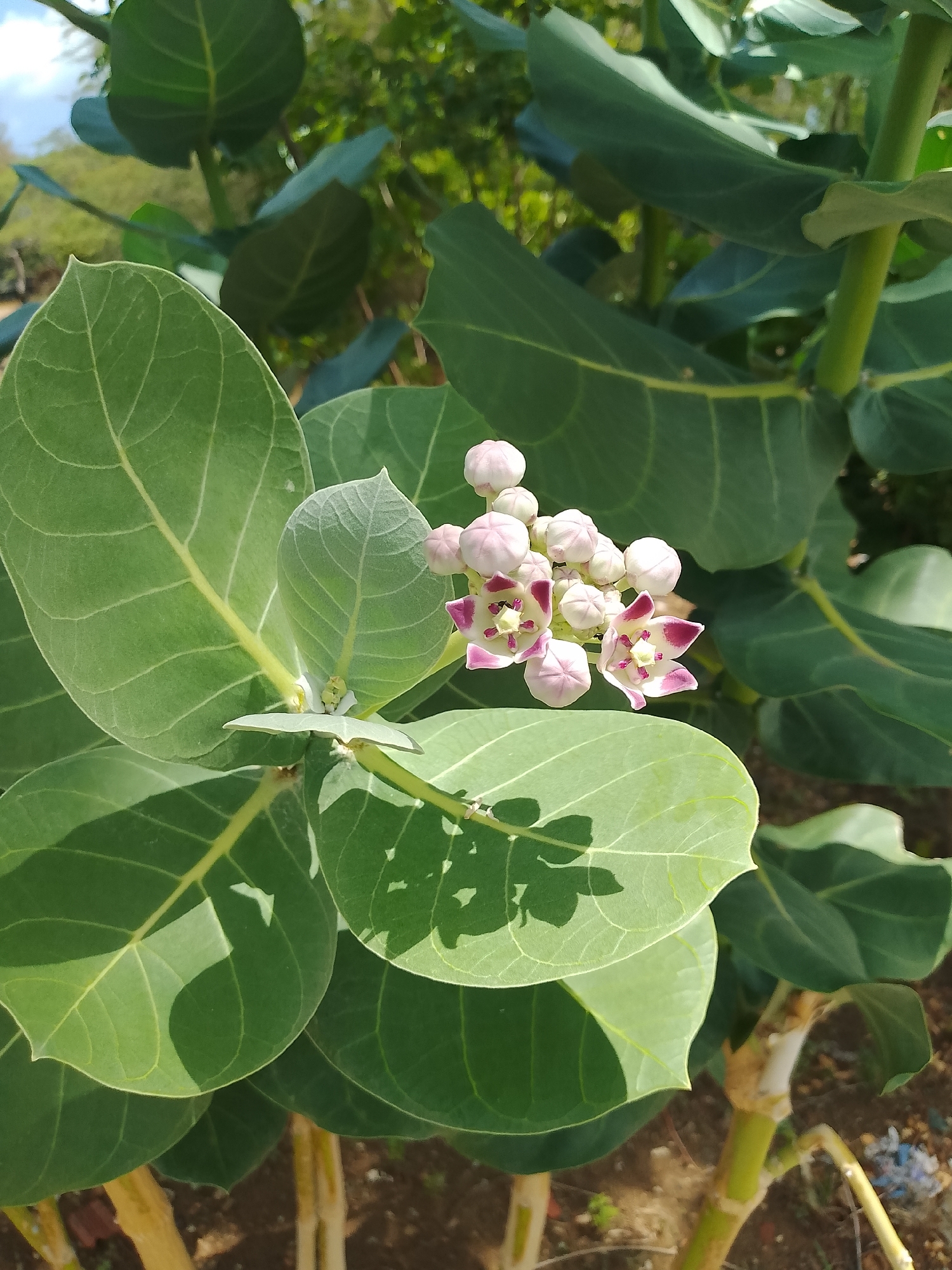 A close-up, eye-level shot shows a cluster of pale pink and white flowers, some with purple accents, on a green plant with large, pale green, veined leaves. The flowers are in various stages of bloom, with some fully opened and others in bud. Sunlight casts shadows on the leaves. In the background, blurred green foliage and a hint of sky are visible. The plant's stems are visible at the bottom of the frame, with a brown, dusty ground beneath. This scene is located in Santa Ana, Venezuela.