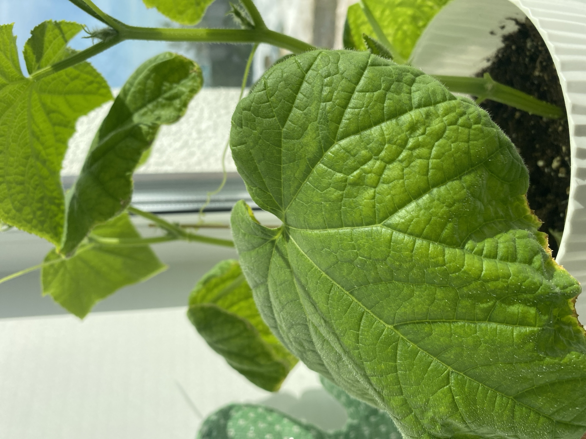 A close-up shot shows a vibrant green plant with large, textured leaves, likely a cucumber plant, growing indoors in a white pot. The soil is visible in the pot. The plant is positioned near a window, with the window frame and glimpses of the outside sky visible in the background. The environment appears to be a home setting. There are no people visible. No information suggests the specific location in Chaikovsky, Russia, can be determined from this image.