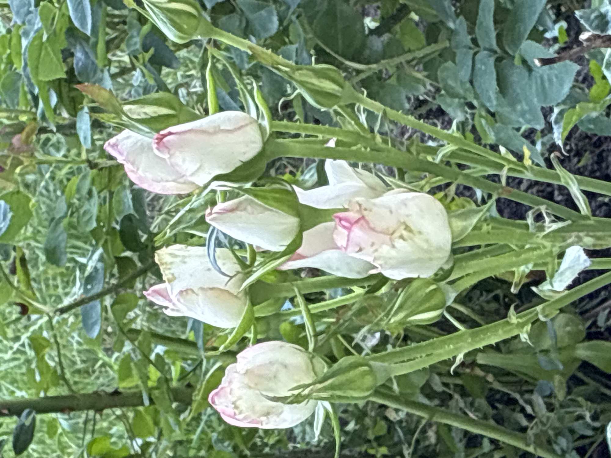 A cluster of pale pink and white rose buds, some beginning to unfurl, are the main subjects of this image. They are surrounded by green foliage and rose stems, some of which have thorns. The lighting suggests it is daytime. The image is an outdoor shot, likely in a garden or natural setting. There is no indication of a specific location in Surami, Georgia, within the image itself.
