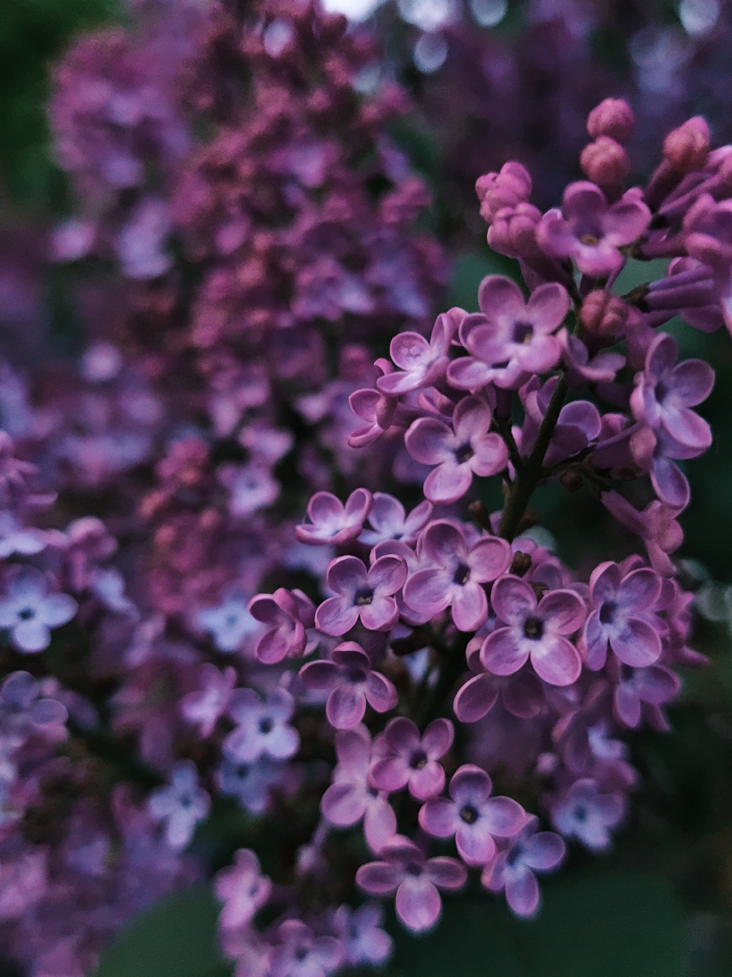 The image shows a close-up view of a lilac bush in bloom. The flowers are various shades of purple. The background is blurred, suggesting a shallow depth of field. There is no discernible information to place this image in the city of Parkhomivka, Ukraine. No people, subjects, or objects are depicted other than the lilac bush. No actions or interactions are visible. The environment is characterized by the presence of blooming lilacs.