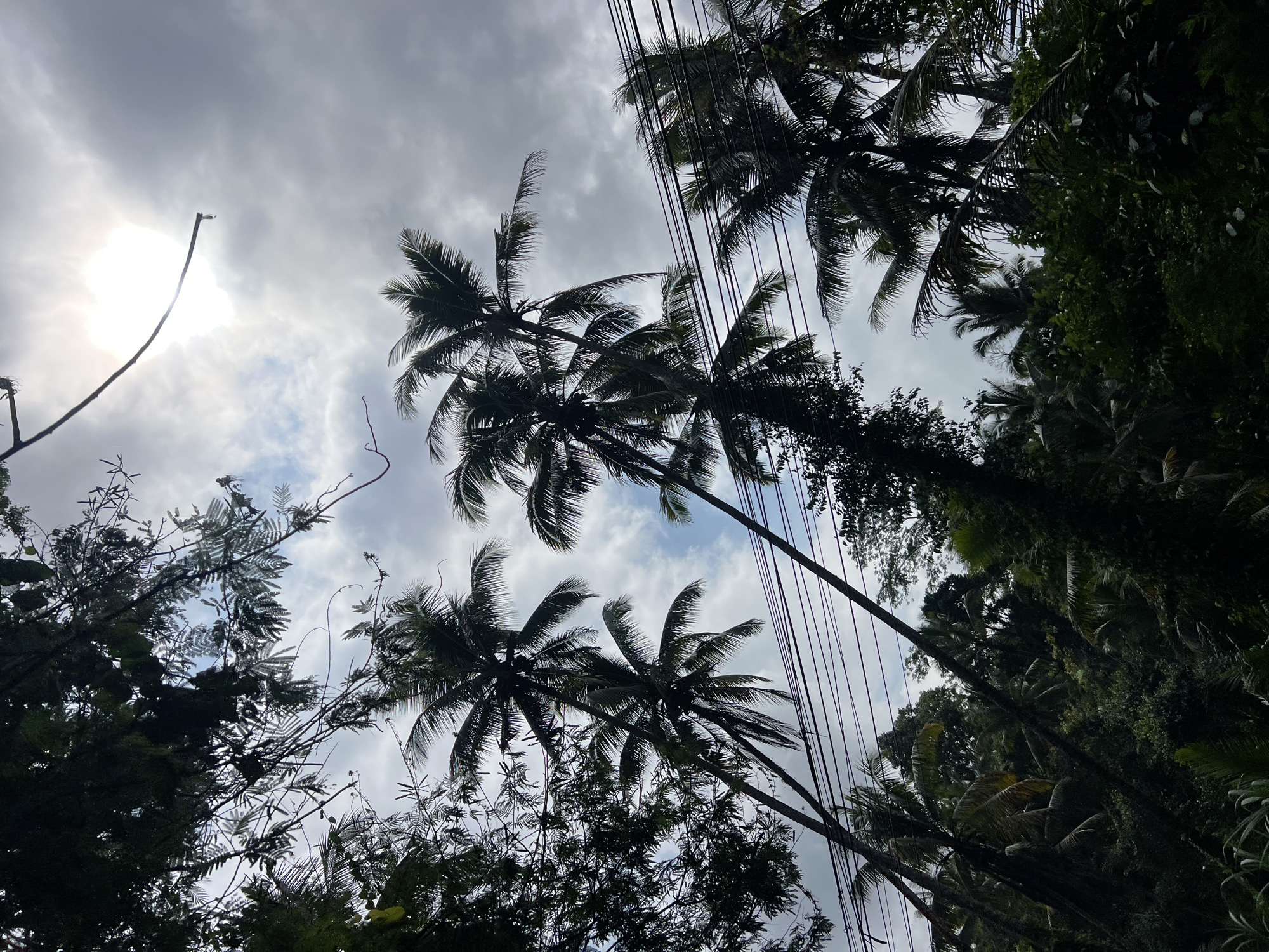 The image shows a view looking upwards at a sky filled with palm trees and power lines. The sun is visible through a gap in the clouds, casting a bright light. The scene appears to be in a tropical or subtropical location, possibly Tembuku, Indonesia, given the presence of palm trees and lush vegetation. The composition is dominated by the dark silhouettes of the trees against the lighter sky, with the power lines creating a network of horizontal lines across the frame. There are no people or animals visible in the image, and no specific actions or interactions are depicted. The environment is characterized by dense foliage and a cloudy sky, suggesting a humid or overcast day.