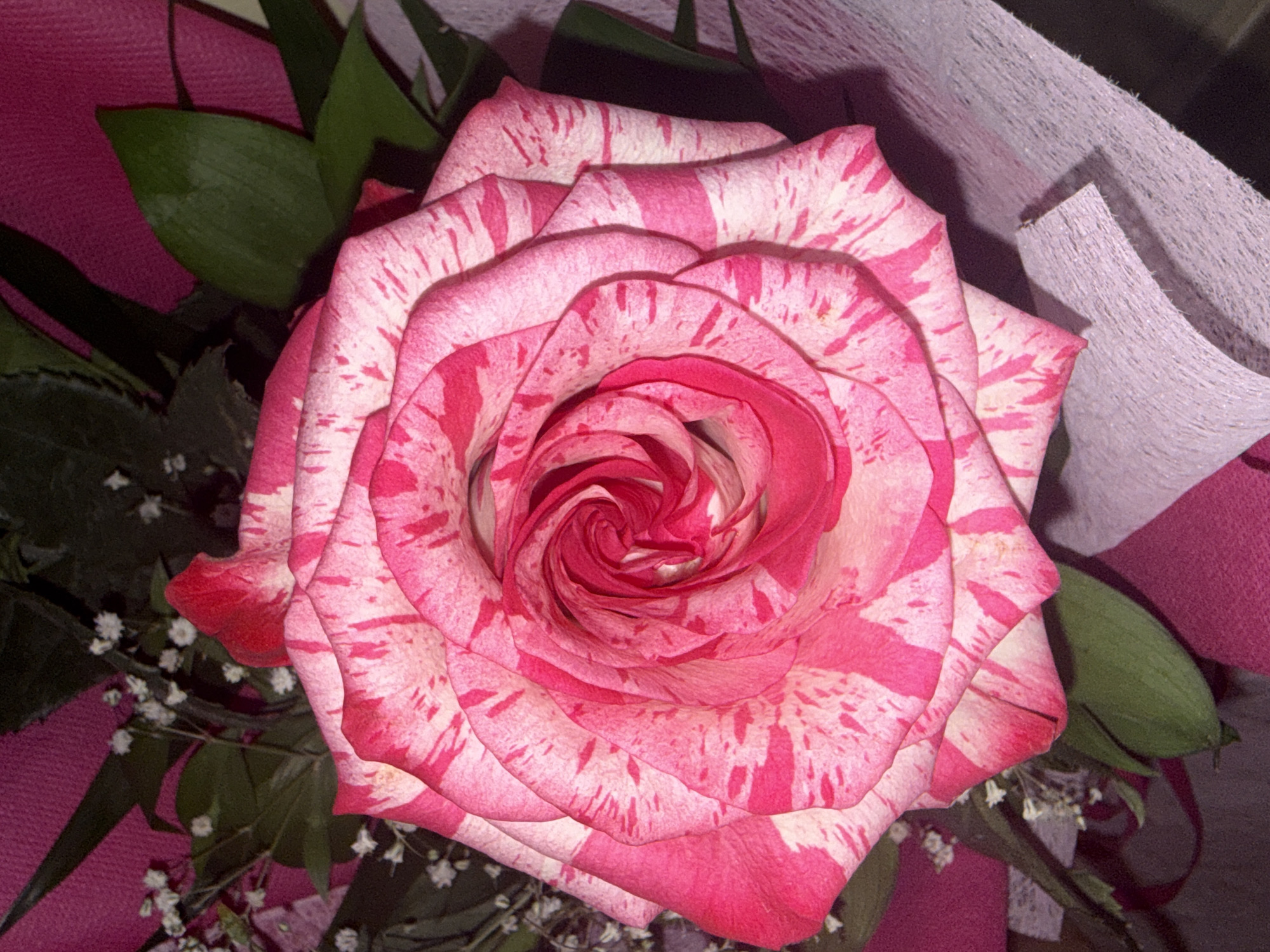 A close-up, top-down view of a bicolor rose, predominantly white with vibrant pink streaks, is centered in the frame. The rose exhibits intricate petal formations, spiraling inward towards its core. Small, delicate white flowers and dark green foliage are visible in the background, suggesting a floral arrangement or garden setting. The rose is partially surrounded by magenta and light purple wrapping paper, indicating it might be a gift or part of a bouquet. The lighting is somewhat dim, casting soft shadows. The location is not specified in the image, and therefore cannot be identified within the city of Varna, Bulgaria.
