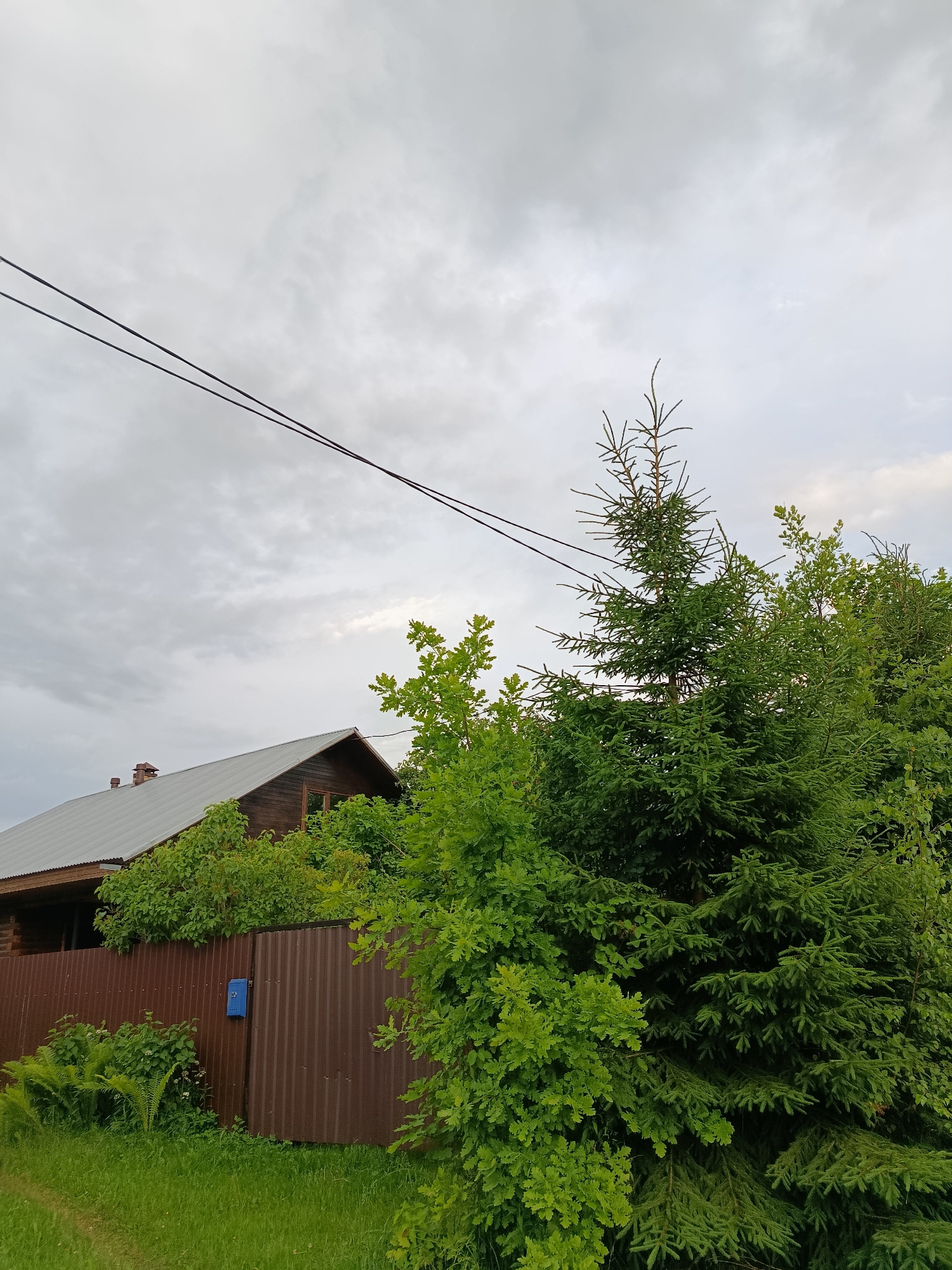 The image captures a cloudy sky over a rural scene in Vereya, Russia. In the foreground, a dense evergreen tree is prominent, with lush green foliage. To the left of the evergreen, there is a cluster of deciduous trees and shrubs. Behind the trees, a dark brown metal corrugated fence is visible, with a blue mailbox attached to one of the gate panels. Beyond the fence, the roof of a wooden house with a metallic gray roof and a chimney can be seen, partially obscured by greenery. A pathway of green grass runs along the bottom of the image. Two parallel black wires are stretched across the upper portion of the frame against the overcast sky.