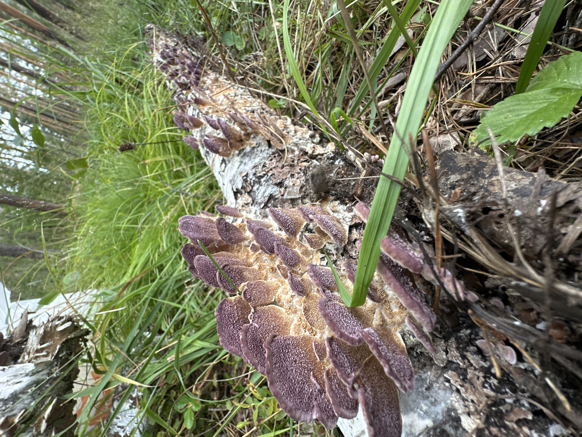 A close-up, low-angle shot captures a fallen, light-colored tree trunk on the forest floor, densely populated with clusters of purple and tan shelf fungi. The fungi are arranged in rows along the length of the trunk, with individual fruiting bodies fanning out from the wood. The trunk is textured with bark and has a rough, splintered appearance in places. Surrounding the trunk is a thick carpet of green grass and dry pine needles, with blurred trees and foliage visible in the background, suggesting a natural, wooded environment in Sokolovo, Russia. The lighting is overcast, creating soft shadows and muted colors.