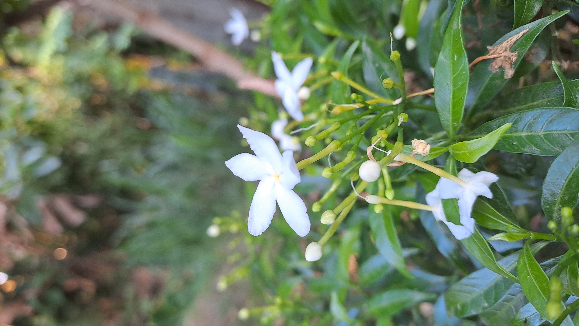 The image is a close-up shot of a cluster of small white flowers, likely of the Gardenia genus, with prominent green leaves and buds. The main flower in focus, positioned towards the left and slightly above center, has five distinct white petals with a delicate yellow center. Several unopened buds, varying in size and shape, are scattered throughout the frame, some appearing as small, rounded knobs, others more elongated with pointed tips. The leaves are a rich green, with some showing a slight sheen. The background is softly blurred, suggesting a natural outdoor environment. The overall impression is one of natural beauty and tranquility, with the vibrant green foliage providing a lush backdrop to the delicate white blossoms. The image was taken in Geulanggang Baro, Indonesia.