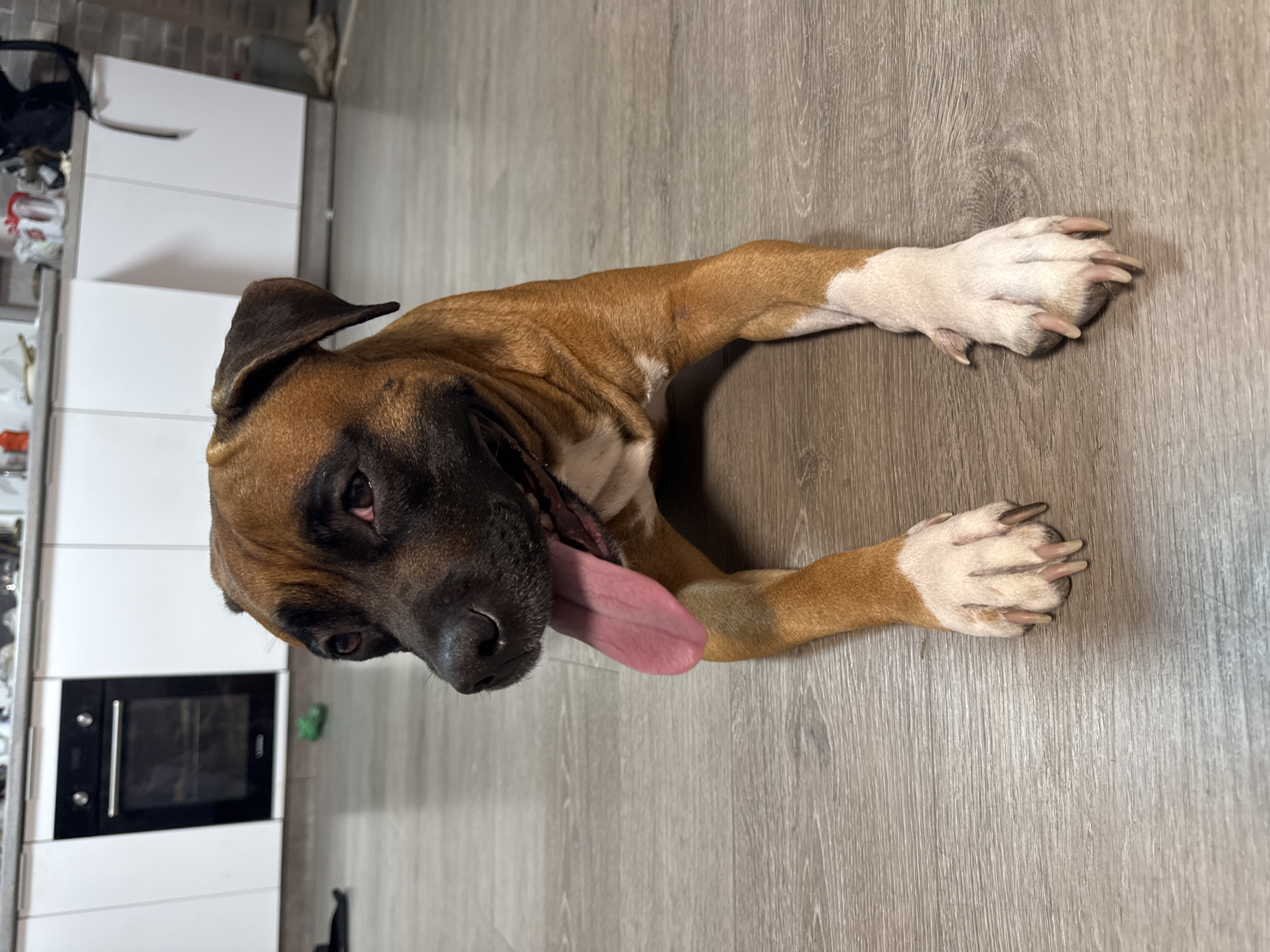 A brown and black Boxer dog lies on a light-colored wooden floor, its head towards the upper left of the frame. The dog is panting, with its pink tongue protruding. Its front paws are extended, white in color, with prominent claws. The background shows a kitchen area with white cabinets, a built-in oven, and other miscellaneous items on the countertop. It is not possible to confirm the location as Chaikovsky, Russia from the visual data.