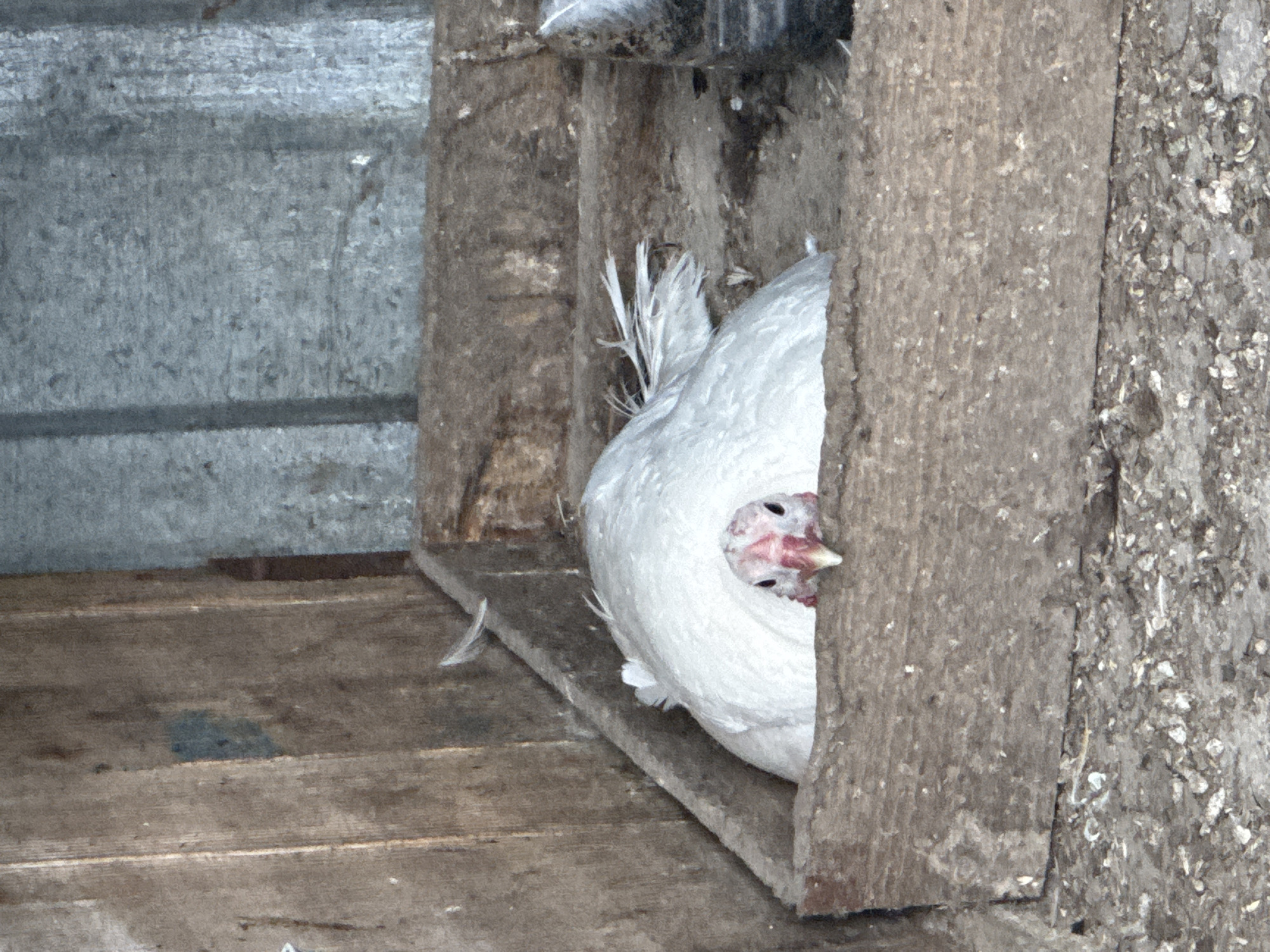 A white hen is partially visible in a wooden nesting box. The box is constructed of rough-hewn lumber. The scene appears to be indoors, with a sheet of corrugated metal forming one wall. The hen's head is visible between two wooden posts, with the rest of its body obscured. The location is Sarnevo, Bulgaria.