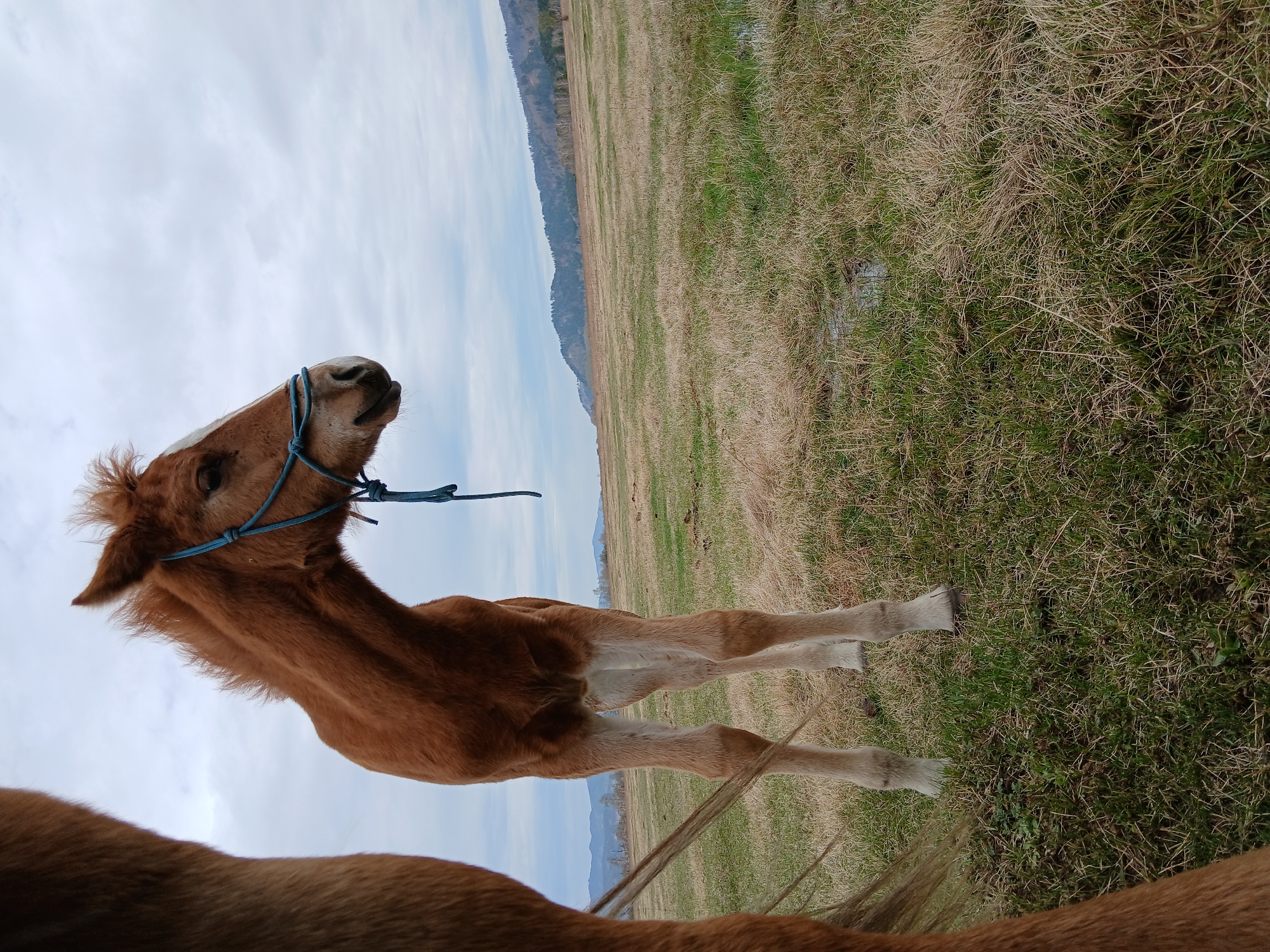 A brown foal with white socks and a white blaze stands in a grassy field under a cloudy sky. The foal has a blue rope halter. Mountains are visible in the background. The bottom of the image shows another horse. Unknown, Unknown.
