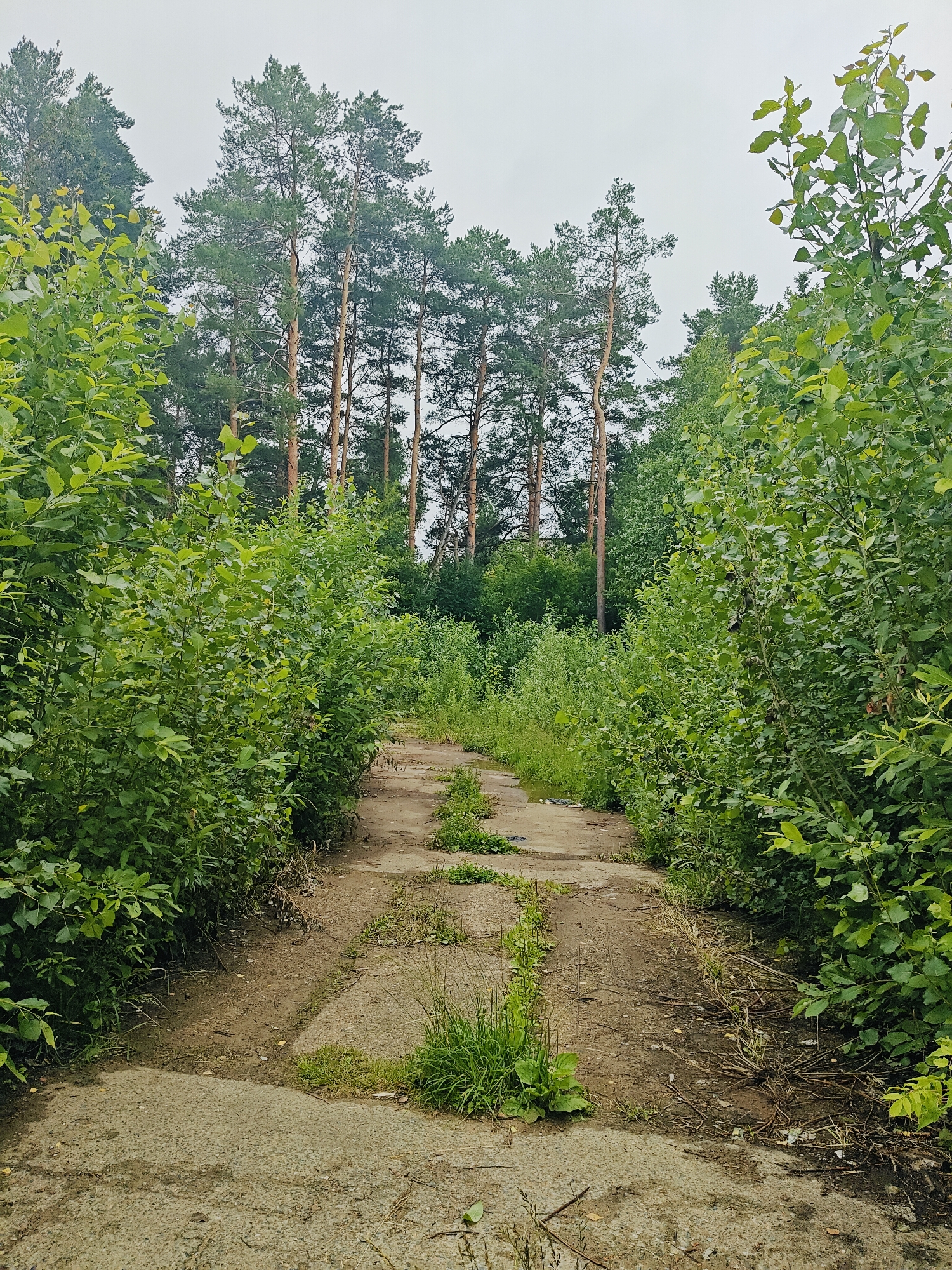 The image shows an overgrown, concrete path leading through a dense, green forest with tall pine trees in the background. The path is cracked and has grass growing through it, indicating it is no longer regularly maintained. The sky is overcast and a pale gray, suggesting a cloudy day. The surrounding foliage is lush and varied, with leafy bushes and smaller trees flanking the path and taller pines in the distance. There are no people or animals visible in the image. The scene appears to be in a natural, wooded area, possibly on the outskirts of a city or within a large park. Given the information that the image is from Chaikovsky, Russia, this could be a disused access road or pathway within the city's green spaces or a nearby forest.