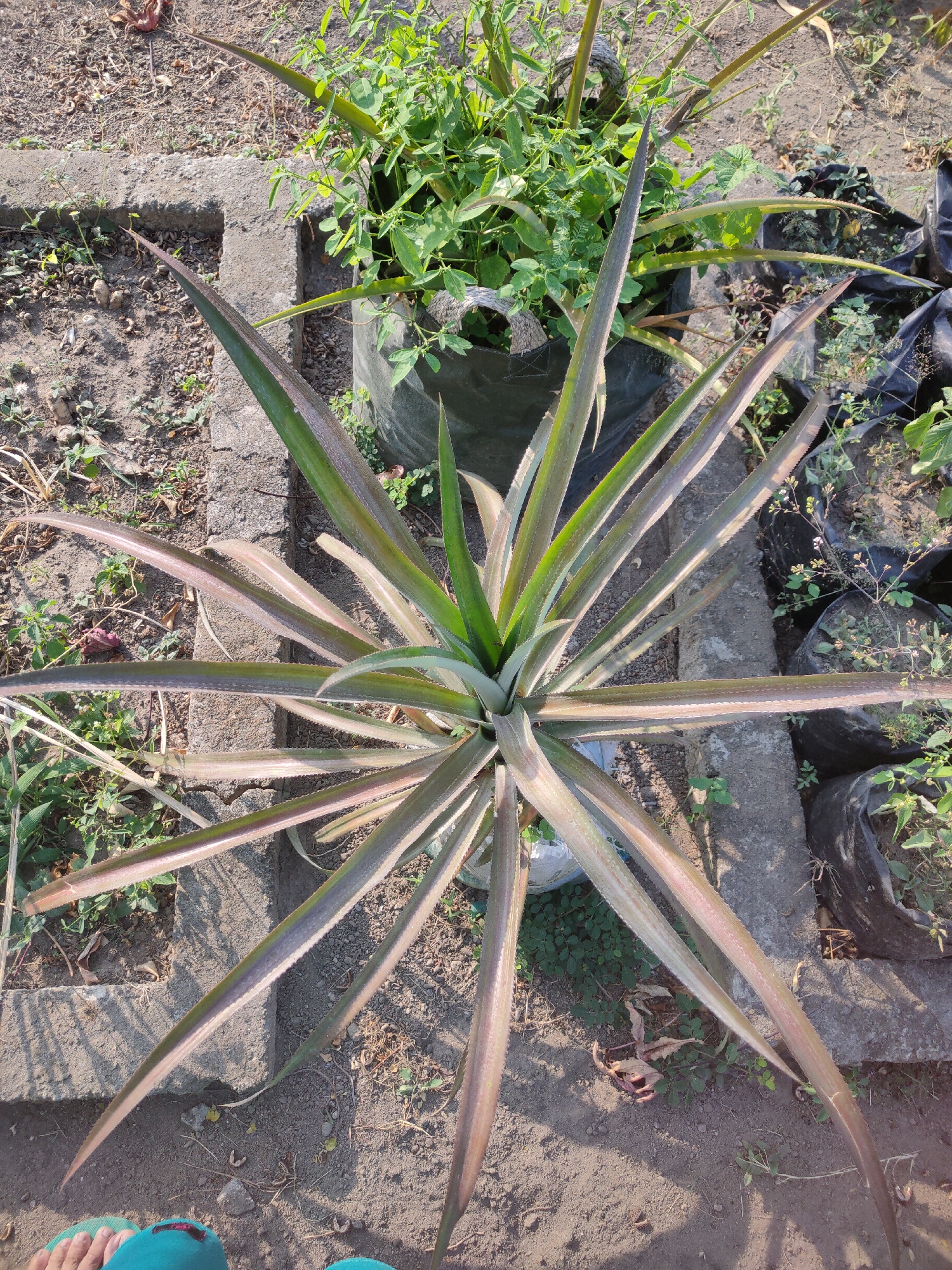An overhead, eye-level shot captures a pineapple plant with long, spiky leaves radiating outward. The plant is centered in the frame, positioned in loose soil with some gravel and dried leaves scattered around. To the left and right of the pineapple plant are concrete borders. In the background, other plants in black plastic bags are visible, suggesting a nursery or garden setting. A small amount of green foliage is present behind the pineapple plant. The ground is dry and dusty, typical of an outdoor environment. The lighting indicates it is daytime with direct sunlight casting shadows. No people are clearly visible, though a hint of a turquoise sandal can be seen at the bottom of the frame. The location is identified as Ngasem, Indonesia.