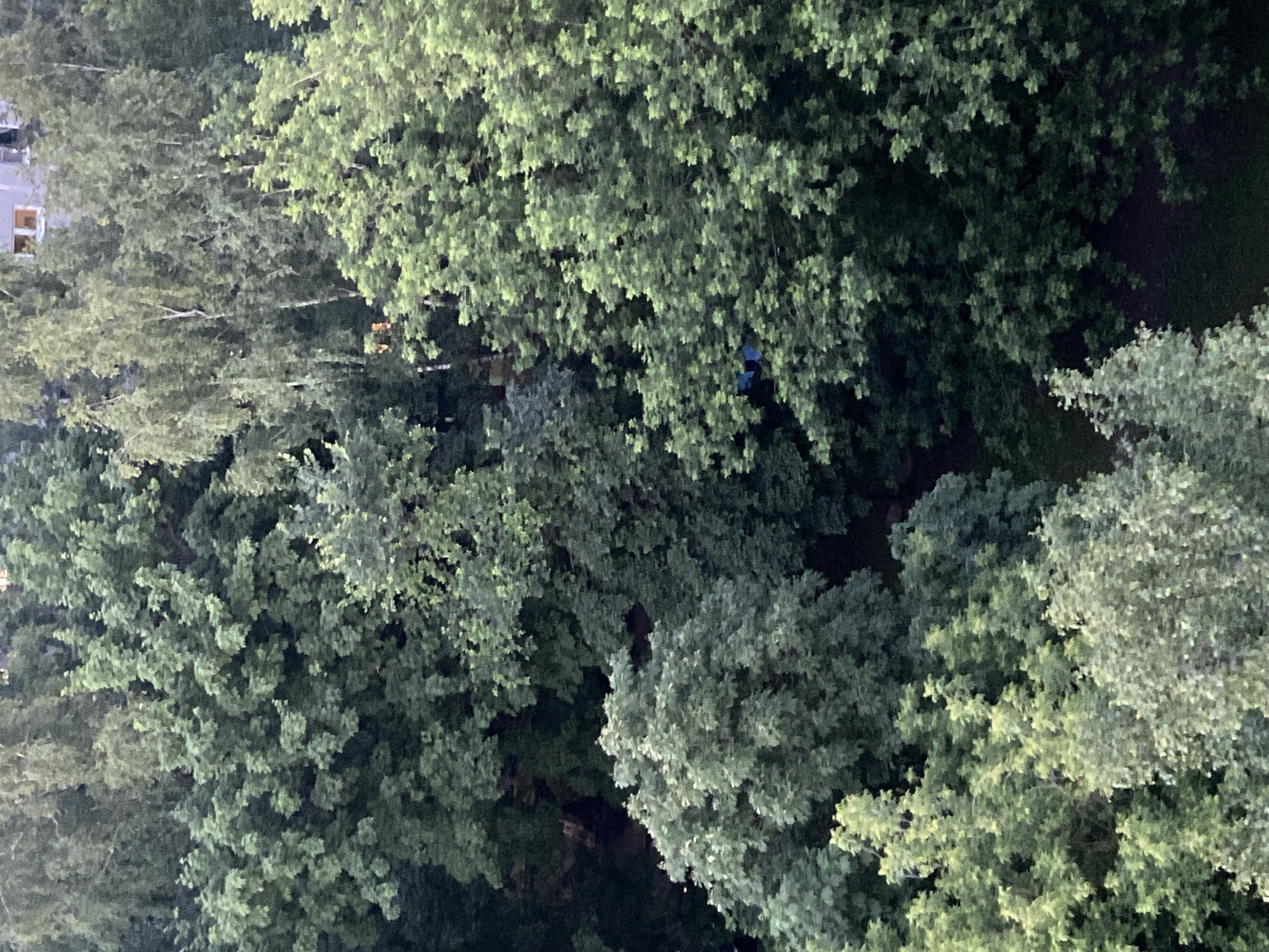 The image is an aerial view of a dense, green forest canopy, with glimpses of a building and a blue object partially obscured by foliage. The building, a multi-story structure with visible windows, appears to be situated in a residential area. The blue object, possibly a tarp or a piece of equipment, is suspended among the trees. The overall impression is of a natural landscape encroaching on an urban environment. The image was taken on July 19, 2023, at 17:26:01 Moscow time.