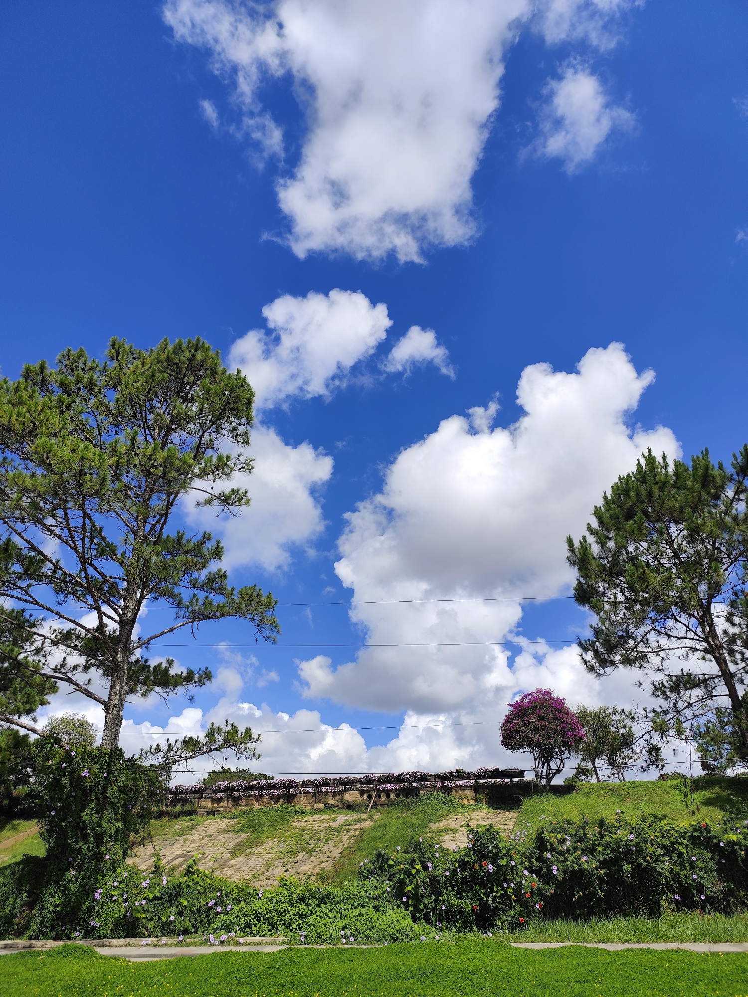 The image depicts a landscape in Da Lat, Vietnam, under a bright blue sky dotted with fluffy white clouds. The foreground is dominated by a green lawn. Behind the lawn, a lush embankment rises, covered in green vegetation and flowering plants with purple blossoms. A low, textured wall runs along the top of the embankment, adorned with purple flowers in containers. Two tall pine trees flank the scene, one on the left and one on the right. To the right of the scene, there is a pink tree. The sky is visible between the trees and above the embankment, creating a sense of depth and openness. There are two electrical wires running between the trees in front of the clouds.