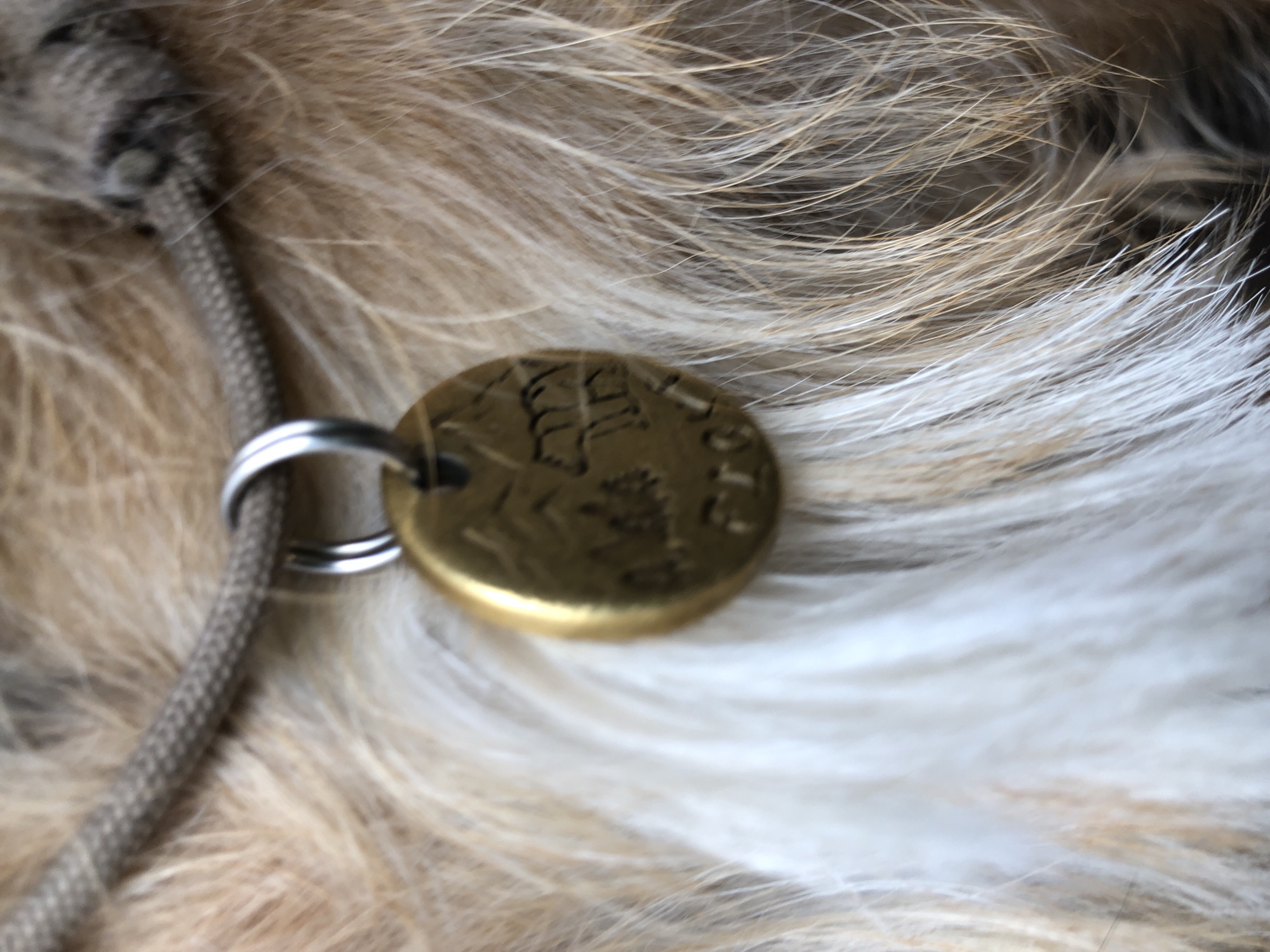 A close-up, slightly out-of-focus shot of a dog's collar and tag. The collar is a woven beige rope. Attached to the collar is a round, brass dog tag with an engraved image of trees and what appears to be a bear. The tag is suspended by two silver rings. The dog's fur, a mix of light brown, tan, and white, fills the background.