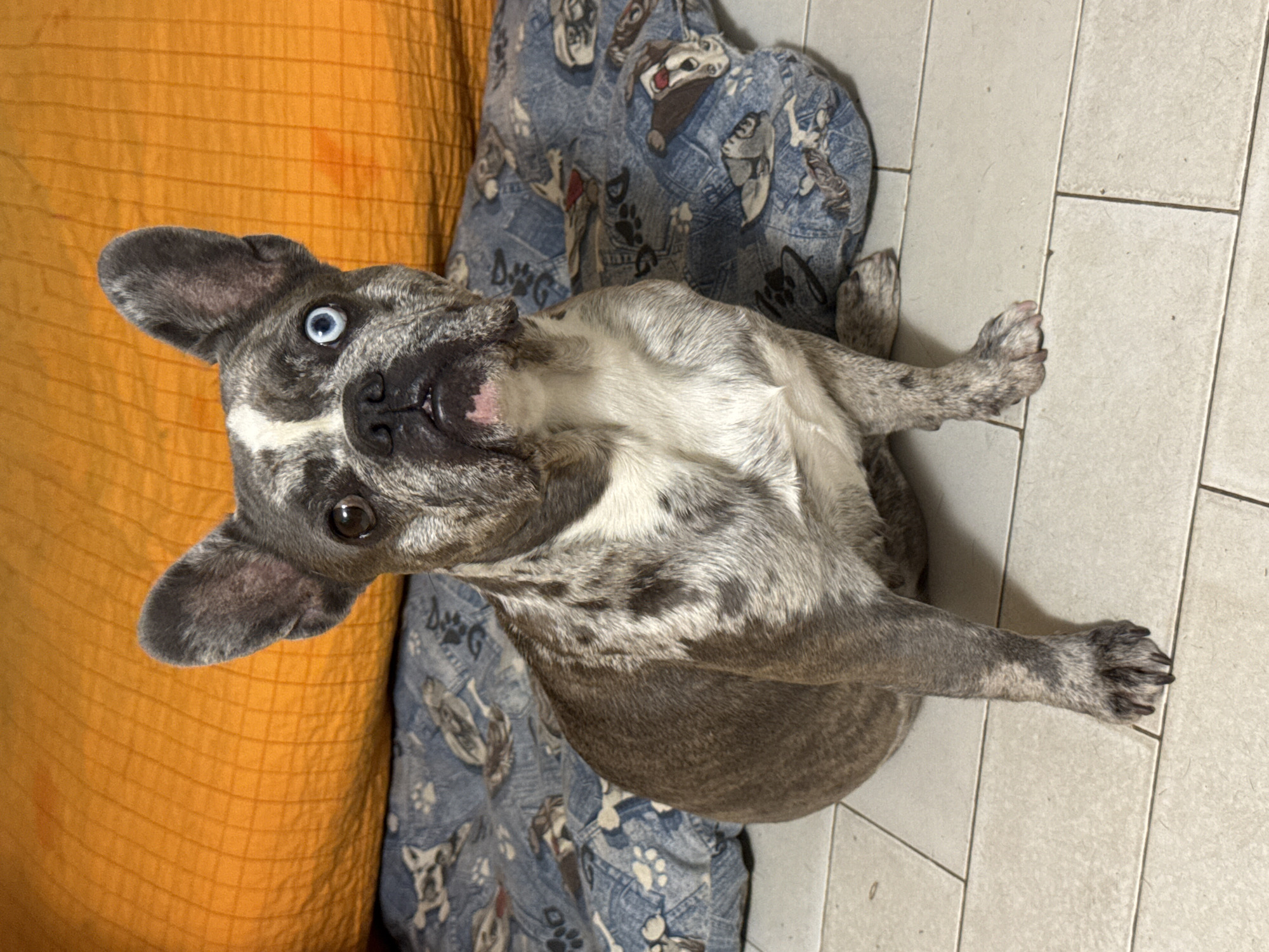 A merle French Bulldog with heterochromia, one brown eye and one blue eye, is sitting on a tiled floor in front of a blue dog-themed pillow. Behind the pillow is a large, bright orange cushion. The dog's fur is a mix of grey, white, and black patches. Its ears are erect. The floor tiles are square and light-colored, with visible grout lines. The environment appears to be indoors. There is no indication of the city of San Benedetto del Tronto, Italy, in the image.