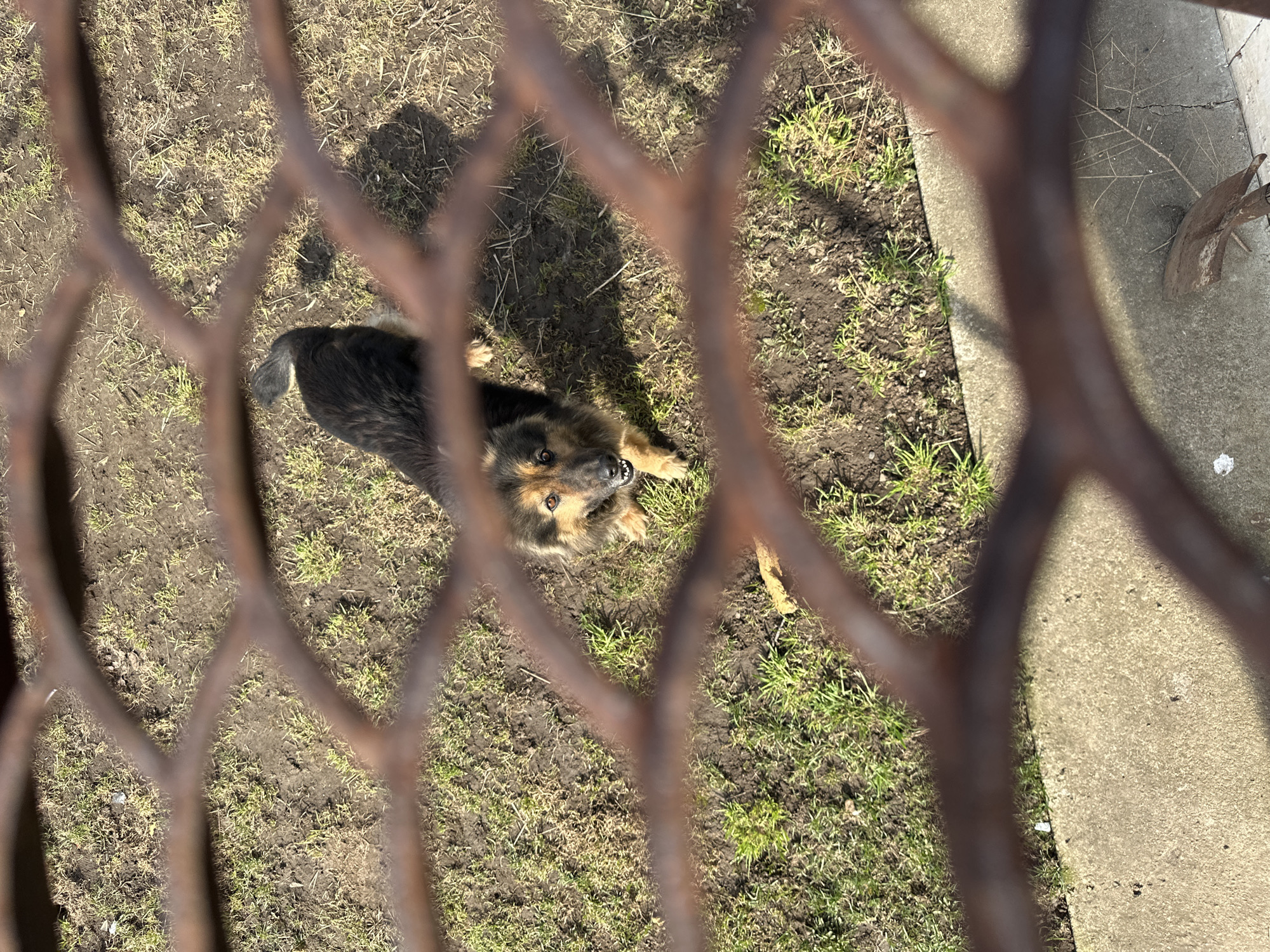 A medium-sized dog with dark fur and tan markings around its face and paws is seen from above through a rusted metal fence. The dog is lying on a patch of sparse grass and dirt. To the right of the grassy area is a concrete surface. The location is Chaikovsky, Russia.