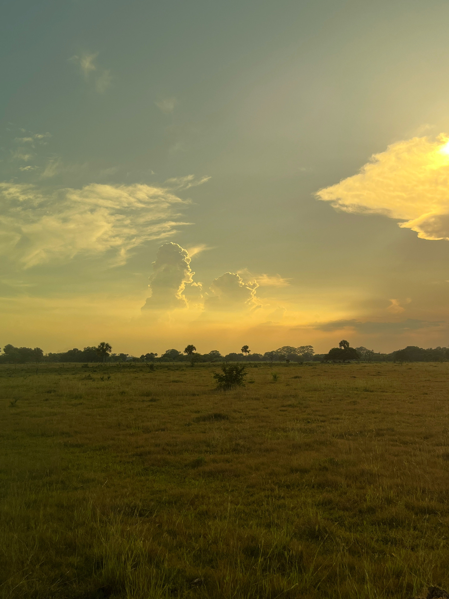 The image depicts a vast, grassy field under a sky transitioning from a pale yellow to a soft blue. The sun, a bright, intense yellow, is visible in the upper right corner, partially obscured by a large, fluffy cloud. Several other clouds dot the sky, some illuminated by the sun, others appearing as wispy streaks.
In the distance, a line of trees forms a natural horizon across the landscape. The trees vary in density and height, with some appearing as distinct silhouettes against the sky and others forming a more solid band of green. The field itself is covered in dry, golden-brown grass, suggesting a warm or dry season. A single, small, leafy tree stands isolated in the middle of the field.
The overall impression is one of open space and natural beauty, likely a rural or undeveloped area. The location is identified as El Limonal, Mexico. There are no people or discernible actions taking place in the scene. The environment is characterized by its natural elements: sky, sun, clouds, fields, and trees.