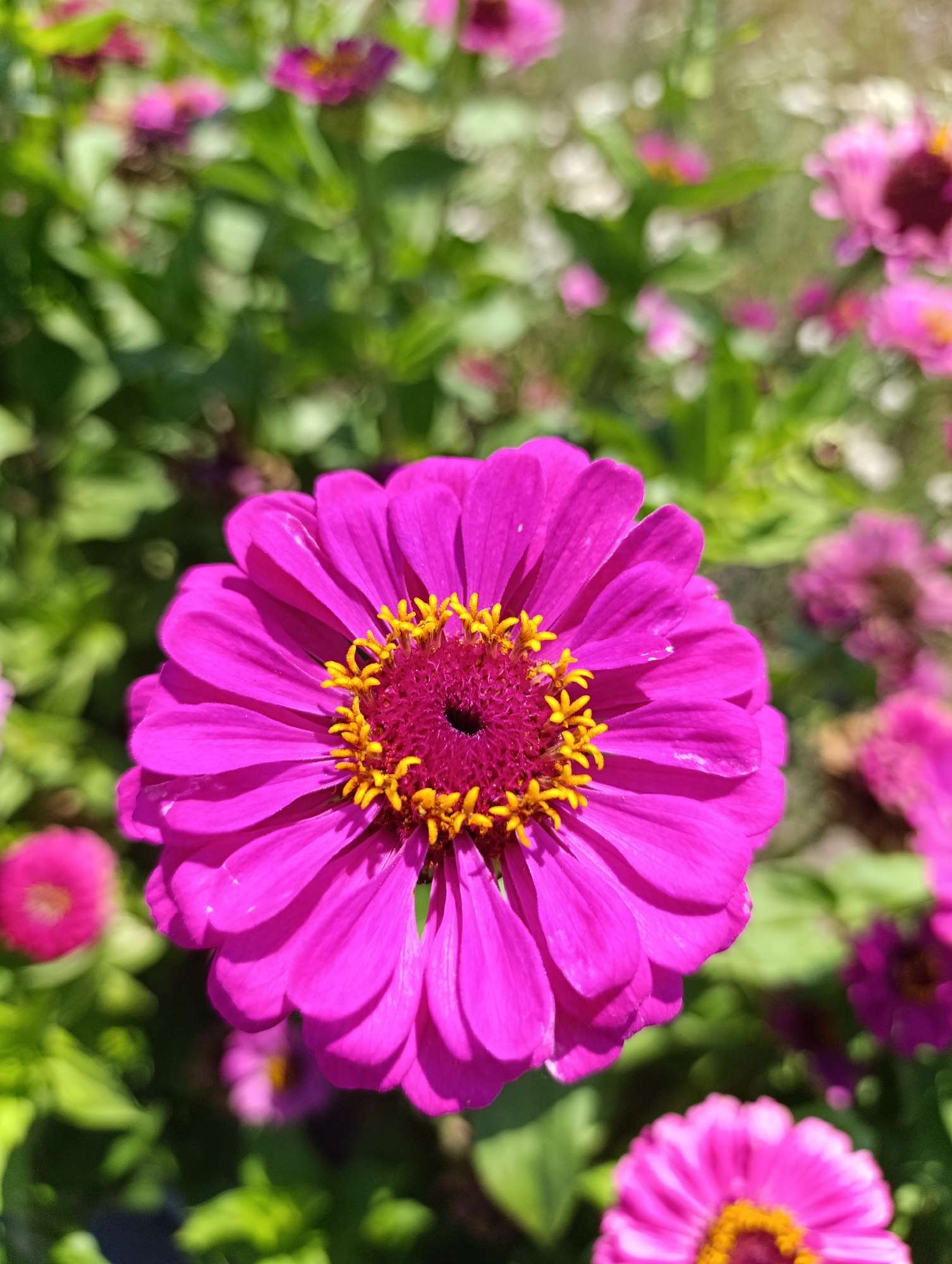A close-up, vertical shot captures a vibrant pink zinnia flower in full bloom, dominating the foreground. The flower's petals, a rich magenta, unfurl outwards, showcasing their delicate texture and soft edges. At the center of the bloom, a cluster of bright yellow stamens creates a striking contrast against the deep burgundy of the pistil. The flower is set against a backdrop of lush green foliage and other blurred pink zinnias, suggesting a garden setting. The lighting is bright, with sunlight casting subtle shadows on the petals, enhancing their dimensionality. The image was taken in Bulatselivka, Ukraine.