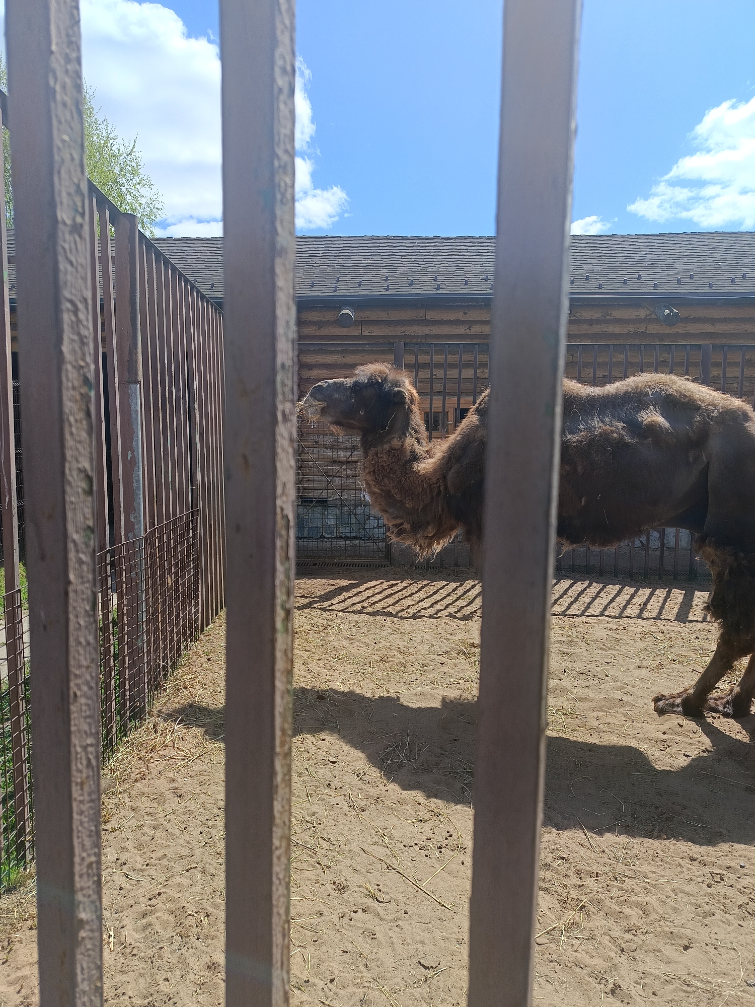 A dromedary camel stands in a sandy enclosure at the Izhevsk Zoo in Izhevsk, Russia. The enclosure is partially visible through the bars of a painted metal fence. The camel is brown and has a single hump. Behind the camel, a low wooden building with a dark shingle roof is visible. A secondary fence line is also behind the camel. The sky is blue with scattered white clouds. The enclosure floor is sandy with sparse vegetation.