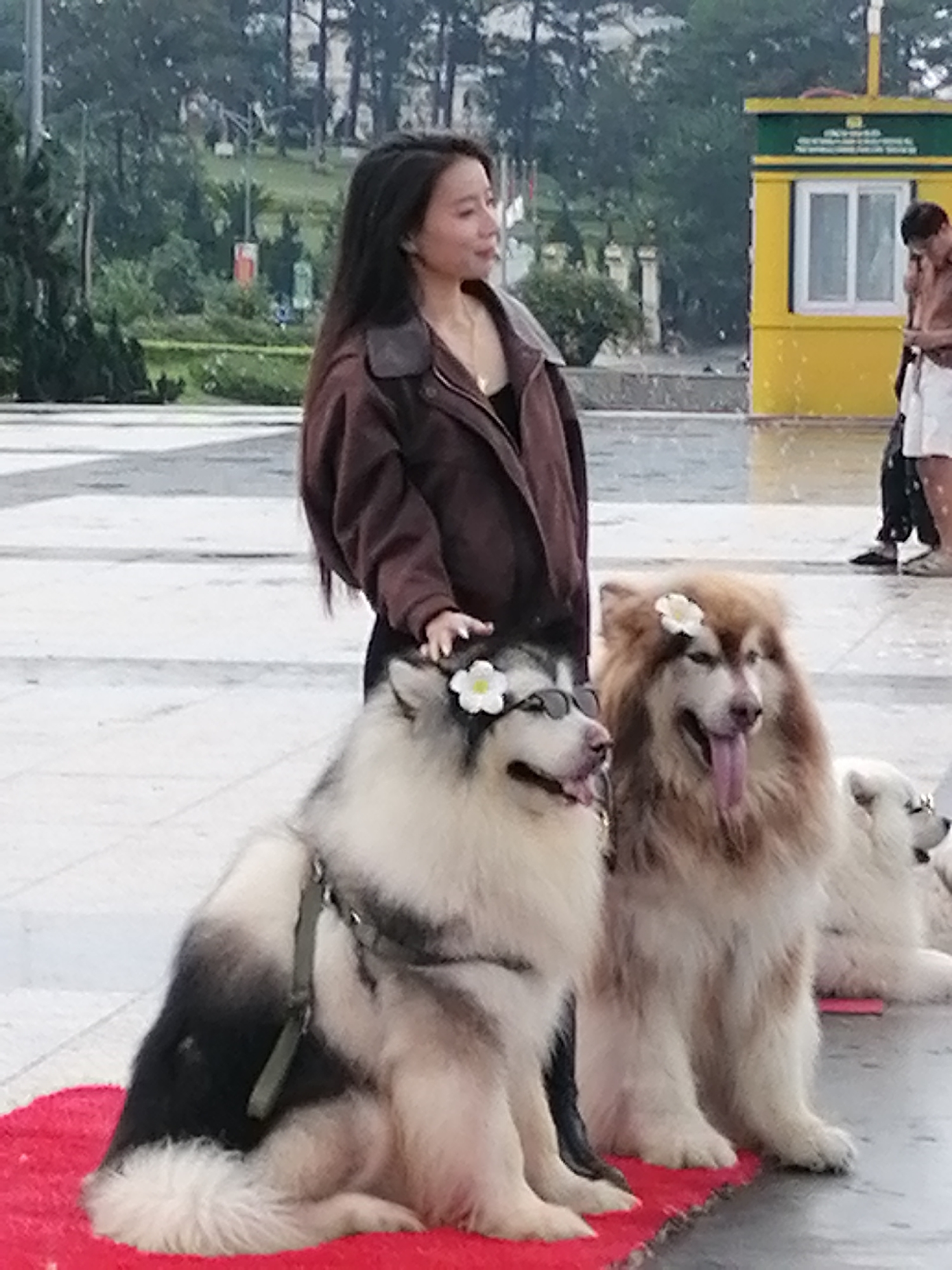 An Asian woman stands on a red carpet in front of two large dogs in what appears to be a public plaza in Da Lat, Vietnam. The woman is wearing a brown jacket and has long dark hair. The dog on the left is a husky or malamute breed, sitting and wearing sunglasses and a white flower on its head. The dog on the right is a golden retriever or similar breed, sitting and wearing a white flower on its head. Its tongue is hanging out. Another white dog is visible in the background, also on the red carpet. The plaza has patterned grey paving stones and trees are visible in the background, suggesting an outdoor, possibly park-like setting. A yellow building with a green trim and a white window is to the right, with two people standing near it. The ground appears wet, suggesting it may have recently rained or is raining.