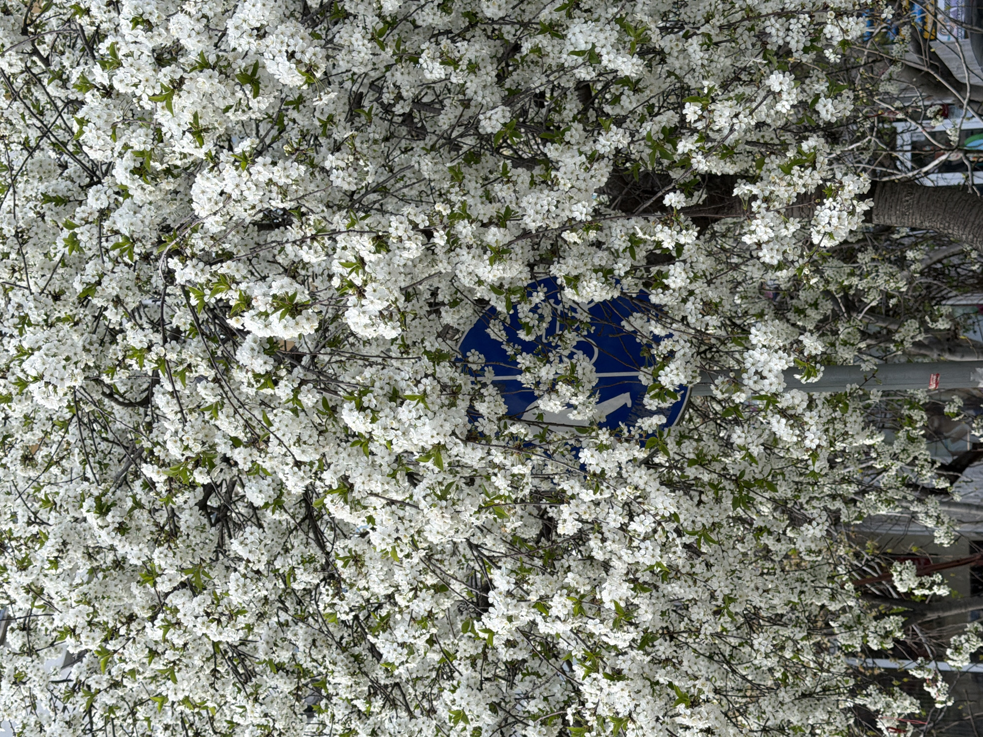 The image depicts a tree with abundant white blossoms, possibly cherry or plum, obscuring a blue traffic sign with white markings. The sign's design suggests a mandatory direction, likely indicating a turn or route. The location is likely in Varna, Bulgaria, based on the question. The tree's branches and foliage dominate the frame, partly concealing the trunk and adjacent urban elements like buildings or street furniture. The overall impression is one of spring bloom in an urban setting, with the traffic sign suggesting a roadside location.