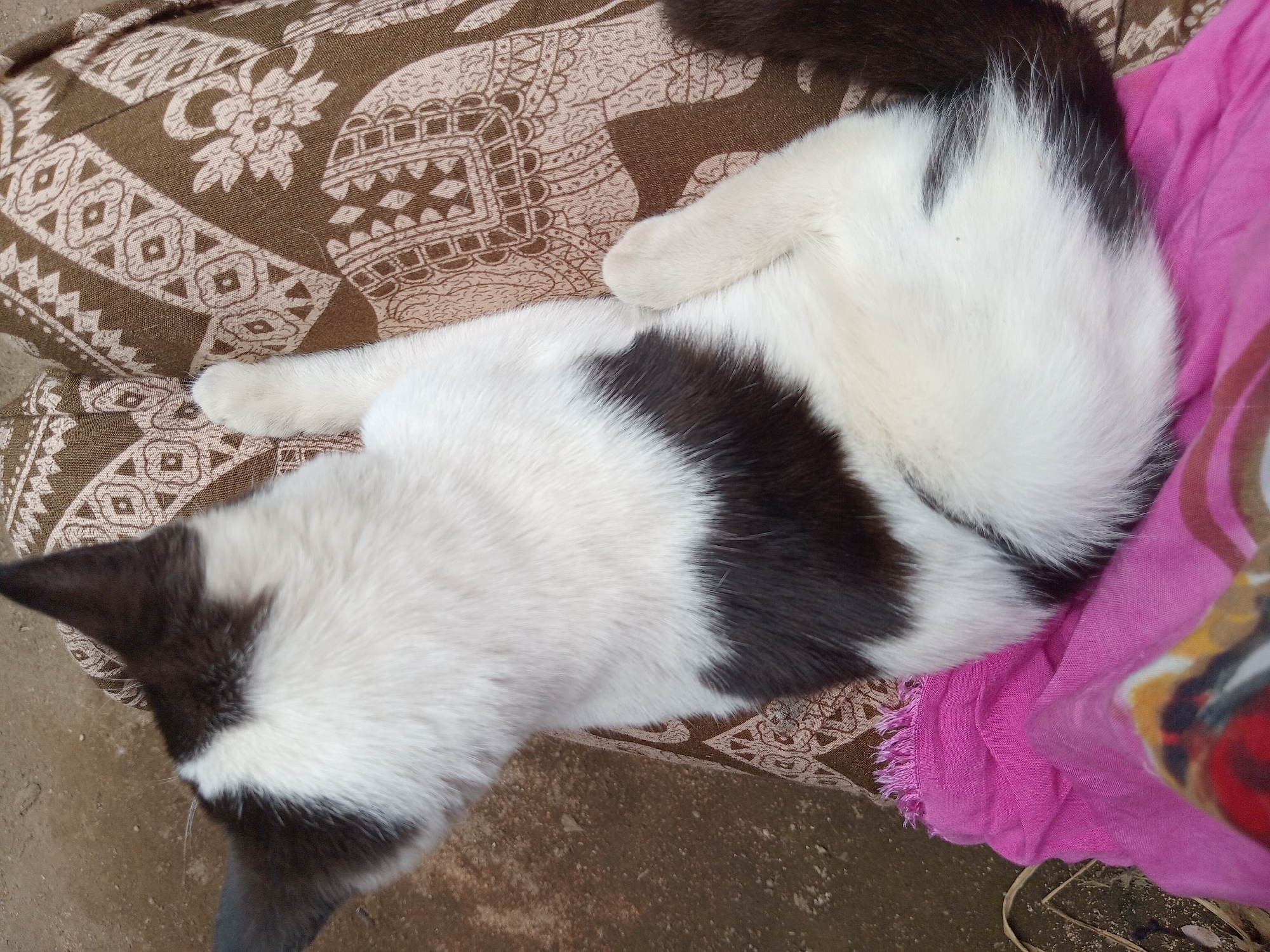 A black and white cat is resting on a patterned fabric. The cat's fur is predominantly white with large black patches on its back and head. Its tail is visible and appears to be black. The fabric it's resting on has an intricate brown and beige pattern featuring stylized elephants and geometric shapes. In the lower left corner of the image, a bright pink fabric with fringed edges is visible, partially underneath the cat and the patterned fabric. The background is out of focus, showing a rough, earthy surface that could be soil or ground. The image does not provide specific information about the city of Claket, Indonesia, beyond being the purported location.