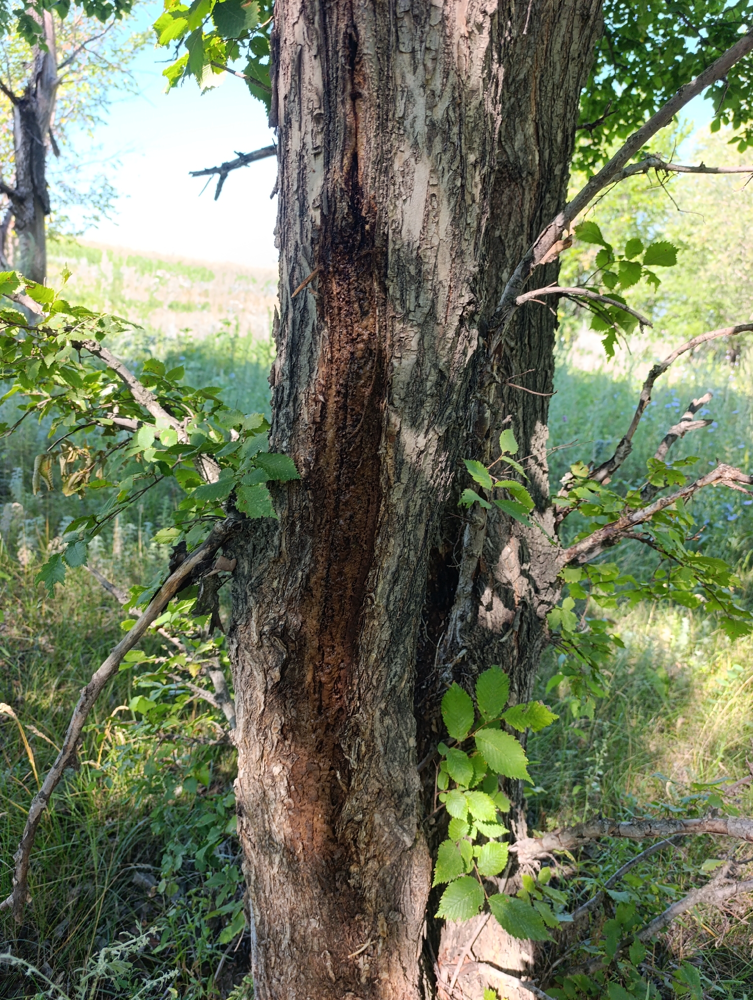 A close-up, eye-level shot focuses on the rough, textured bark of a tree trunk, which exhibits a deep, vertical fissure. The fissure is dark brown and appears to be a significant damage to the tree. Lush green leaves sprout from branches extending from the trunk, some of which are partially visible in the foreground and mid-ground. The background reveals a sun-drenched, grassy field with scattered trees under a bright, clear sky. The scene is set in a natural outdoor environment, likely a park or wooded area in the village of Samorodovo, Russia. No people or animals are present.