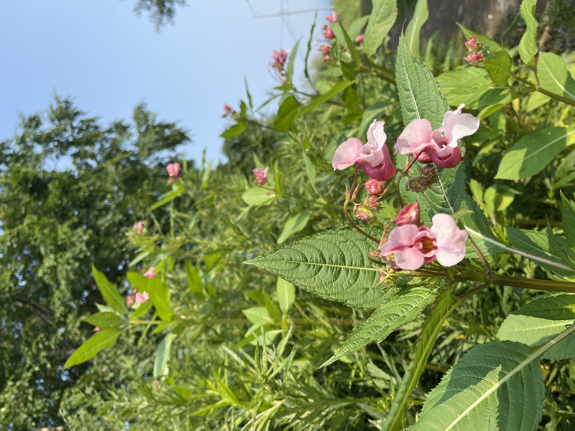 A close-up, low-angle shot captures a cluster of Himalayan Balsam flowers (Impatiens glandulifera) in bloom, their delicate pink petals contrasting with the lush green foliage. The flowers, characterized by their slipper-like shape, hang from slender stems, some still in bud. The leaves are broad and serrated, with prominent veins. In the background, blurred green trees form a dense canopy against a clear blue sky. The ground visible to the right is rough and appears to be a dirt path or unpaved area. The image was taken in Petropavlovsk-Kamchatsky, Russia, likely during the summer bloom season of the invasive Himalayan Balsam. No people are present in the scene.